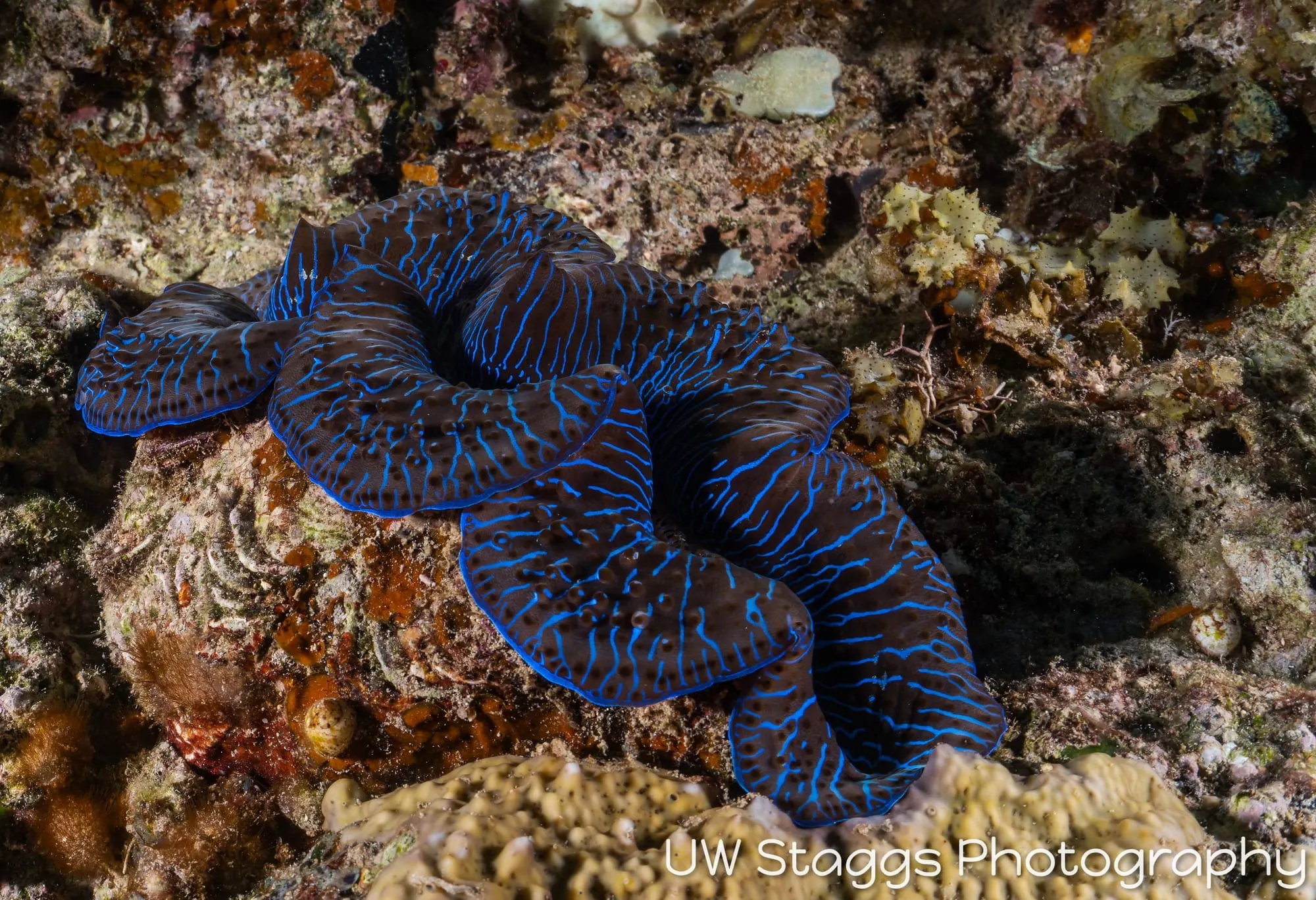 Reef Scene — Taveuni, Fiji