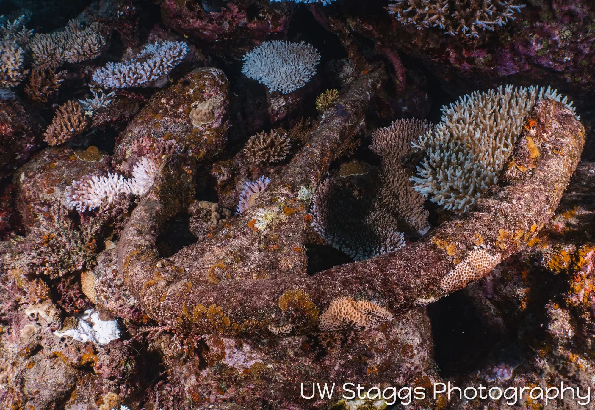 Reef Scene — Taveuni, Fiji