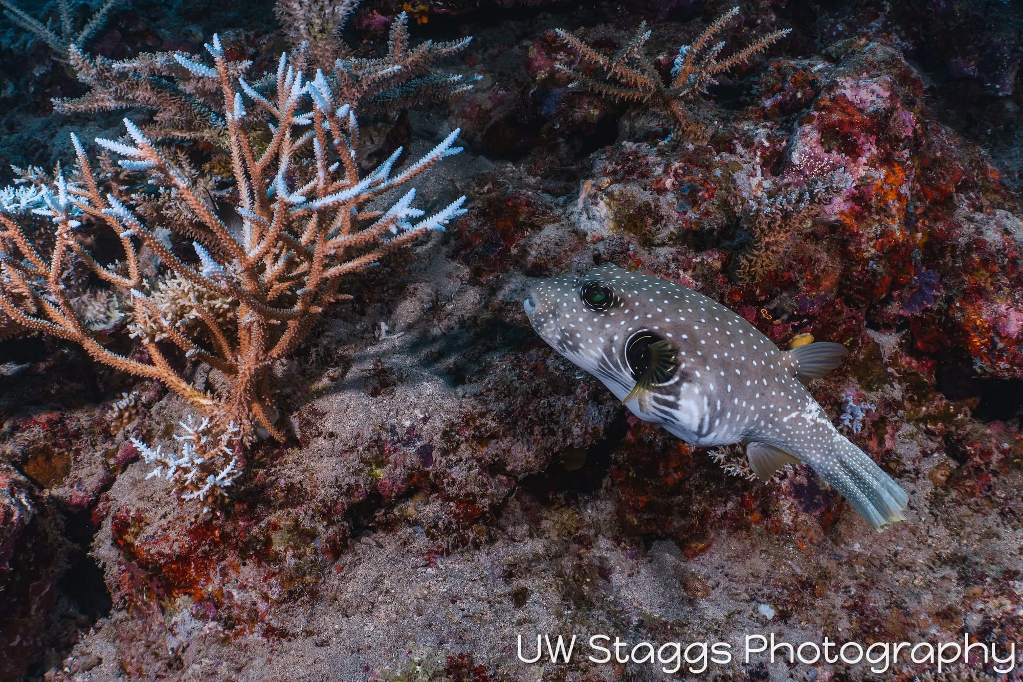 Reef Scene — Taveuni, Fiji