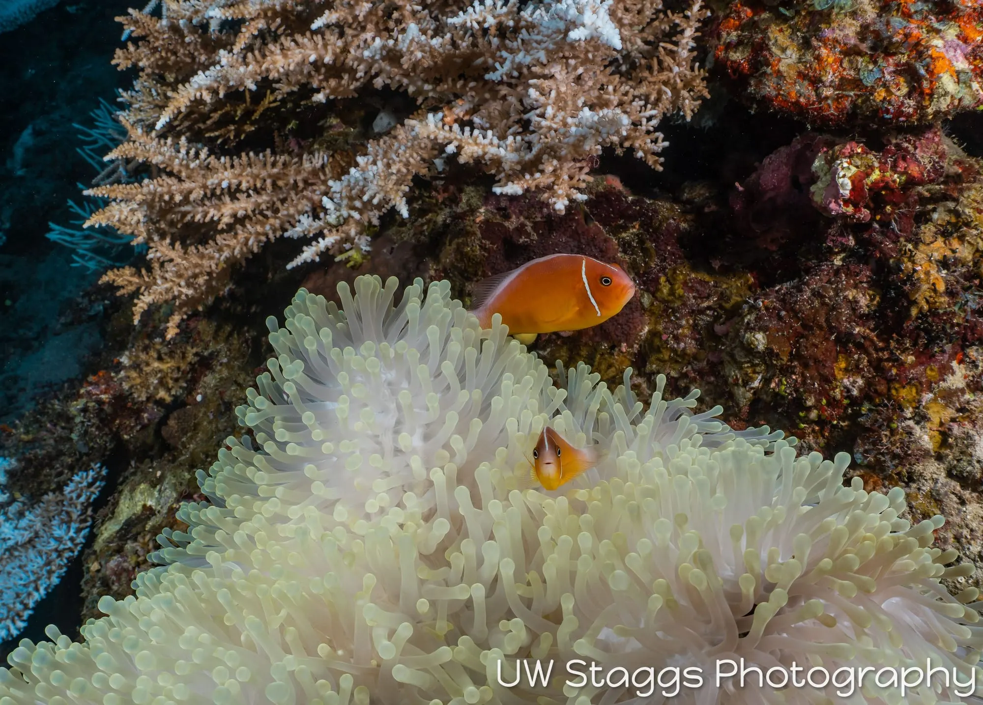 Reef Scene — Taveuni, Fiji