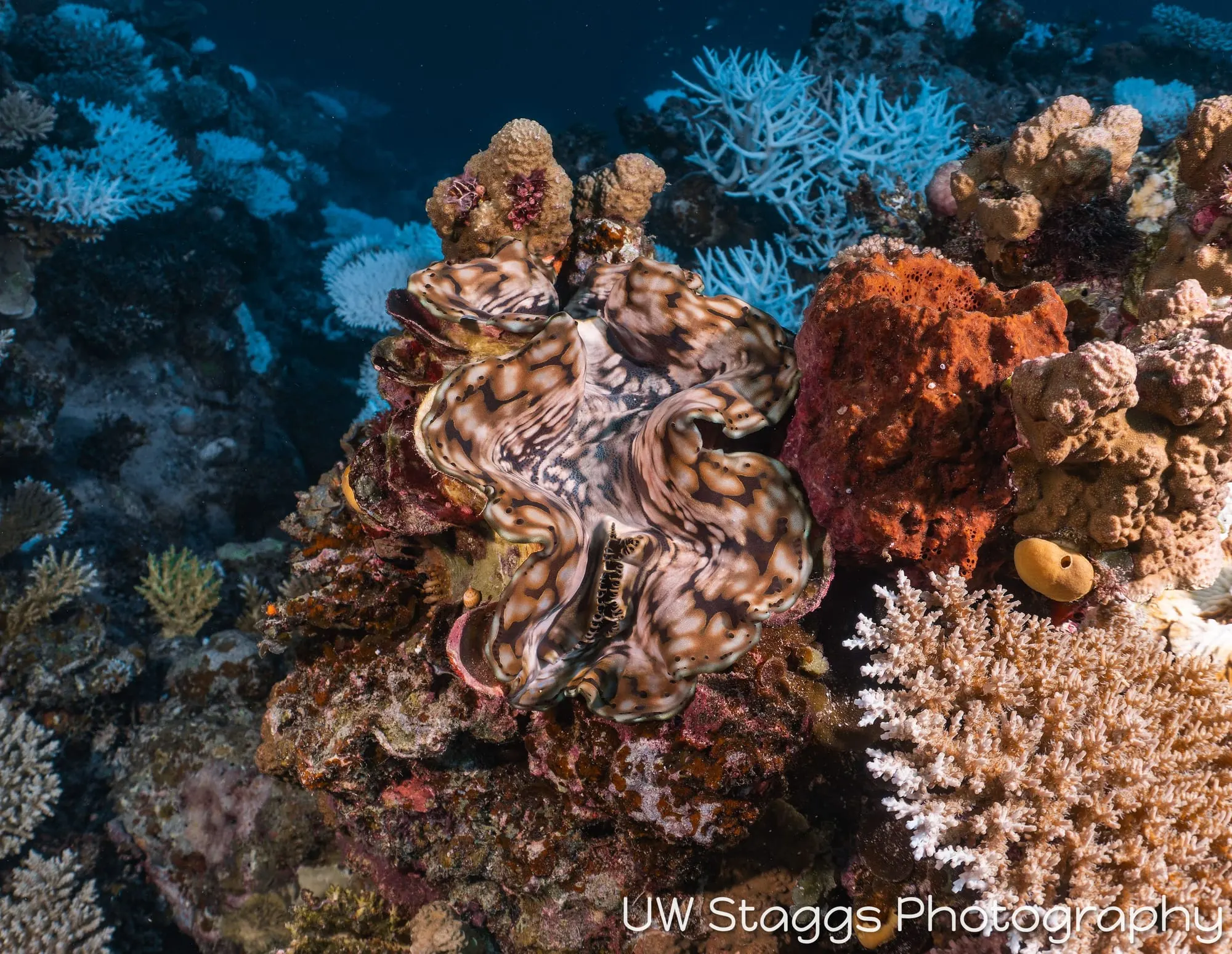 Reef Scene — Taveuni, Fiji