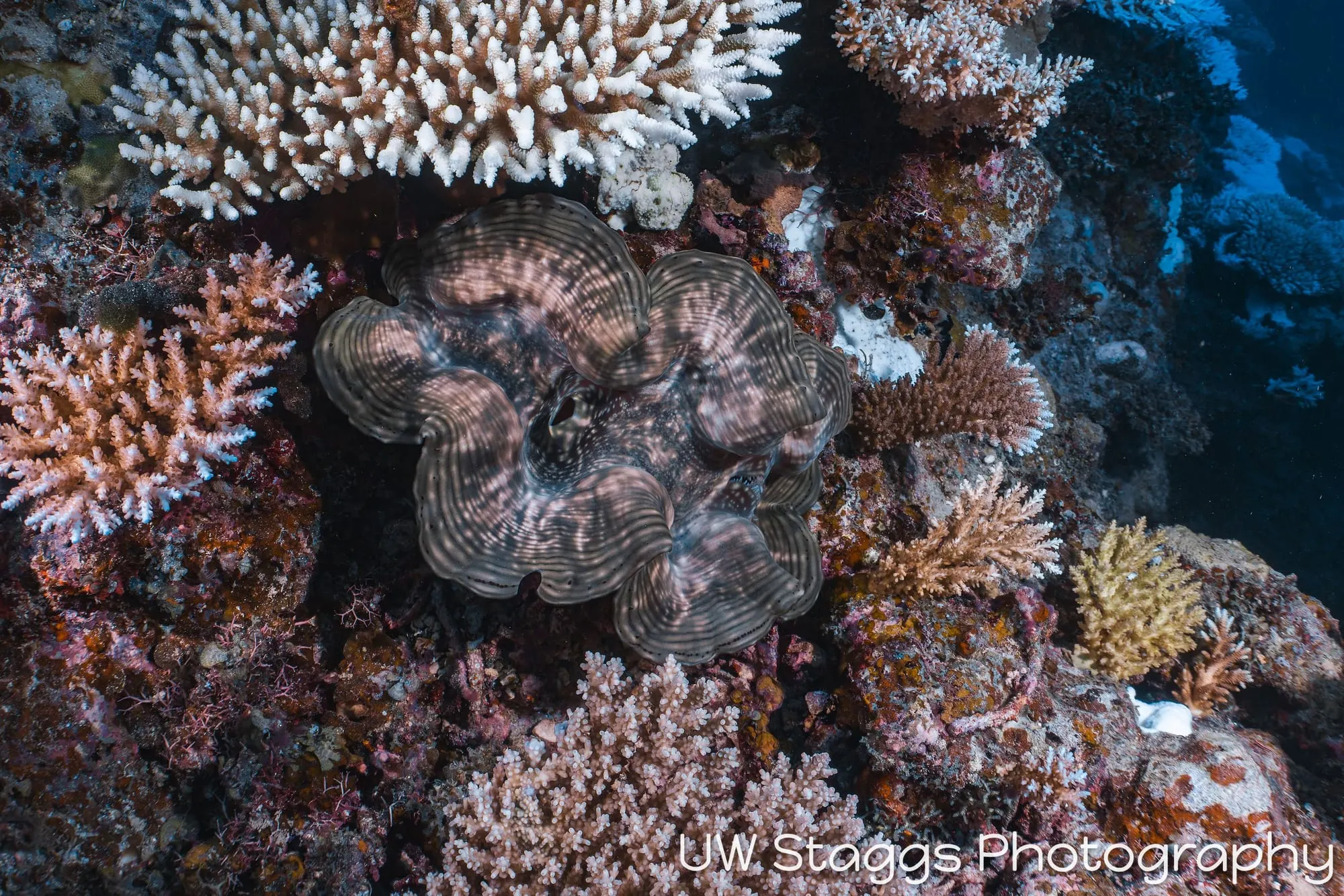 Reef Scene — Taveuni, Fiji
