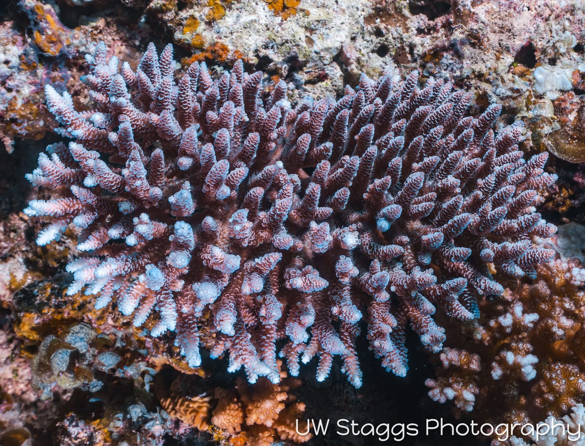 Reef Scene — Taveuni, Fiji