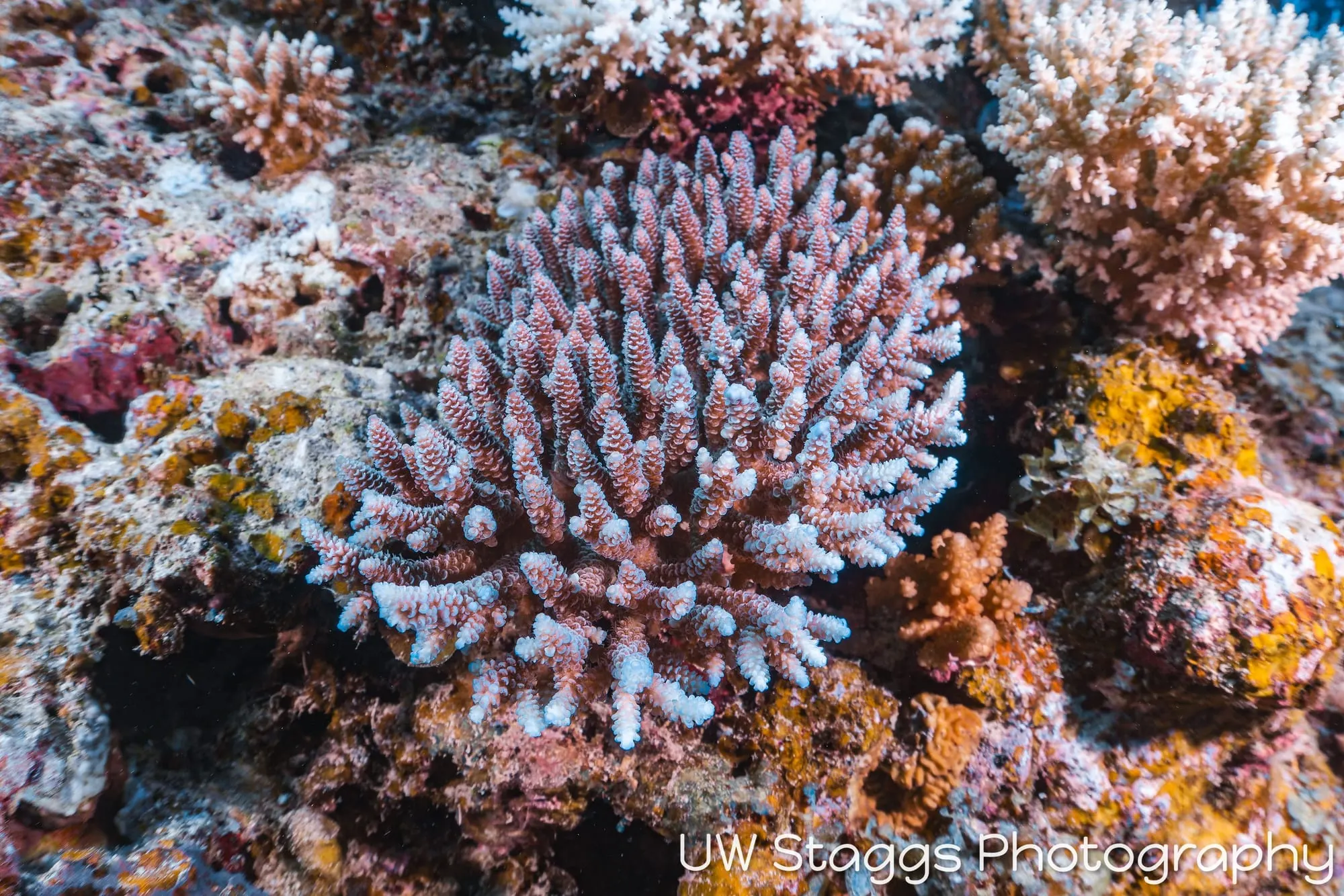 Reef Scene — Taveuni, Fiji