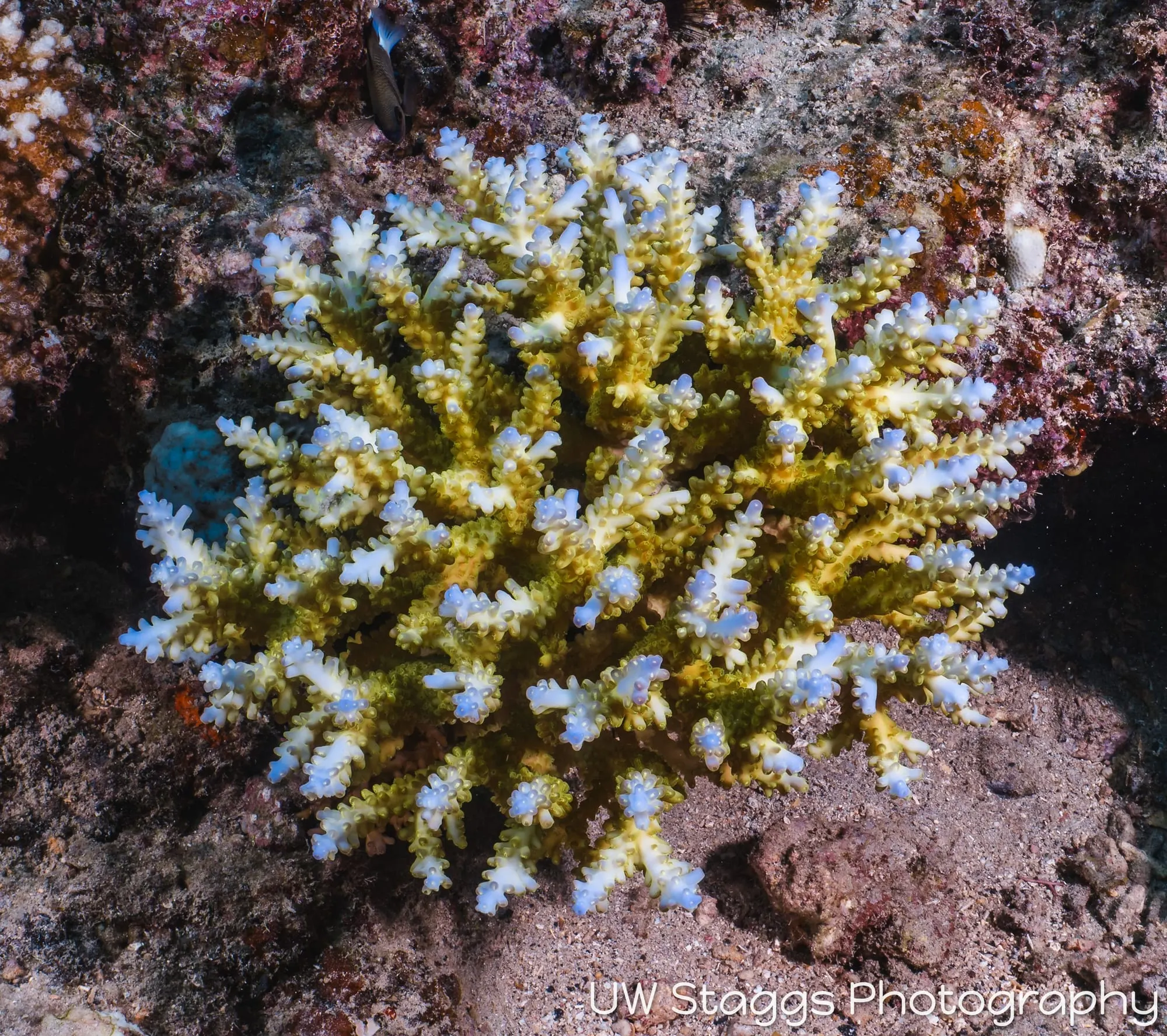 Reef Scene — Taveuni, Fiji