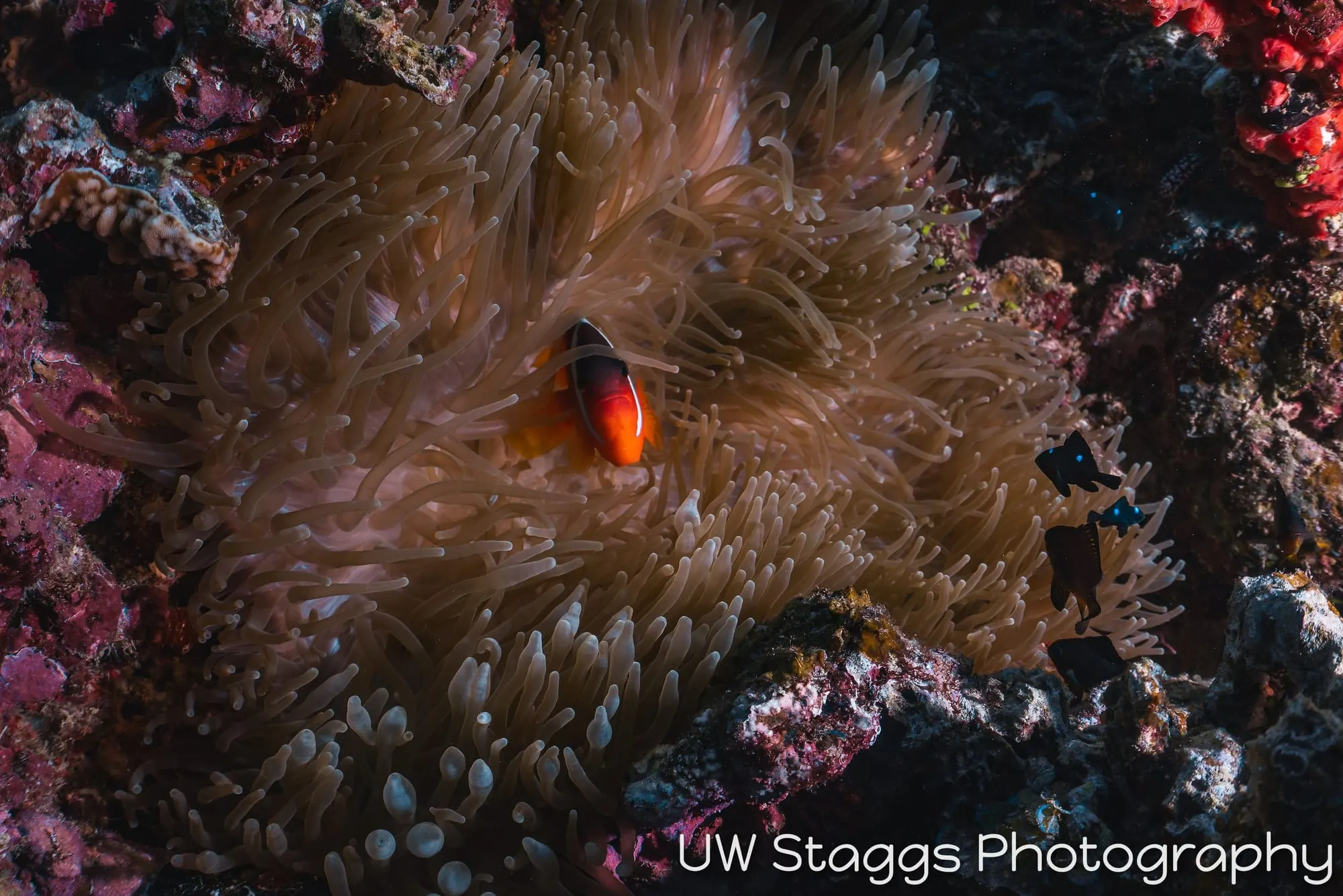 Reef Scene — Taveuni, Fiji