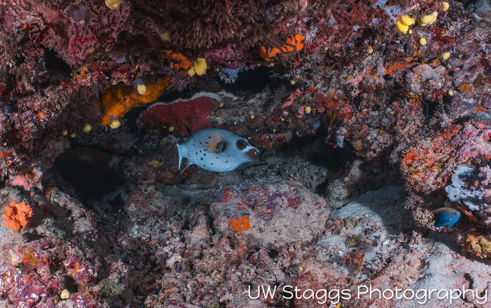 Reef Scene — Taveuni, Fiji