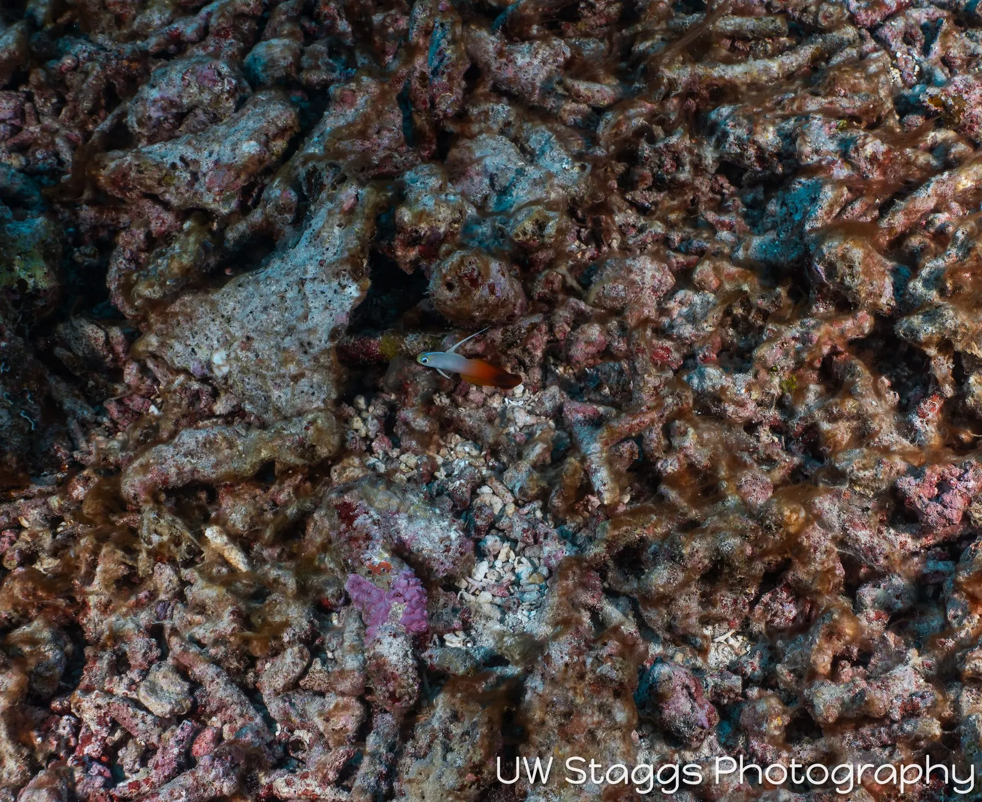 Reef Scene — Taveuni, Fiji