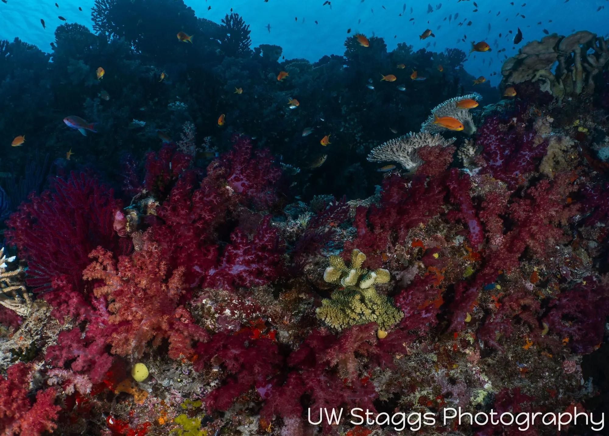 Reef Scene — Taveuni, Fiji