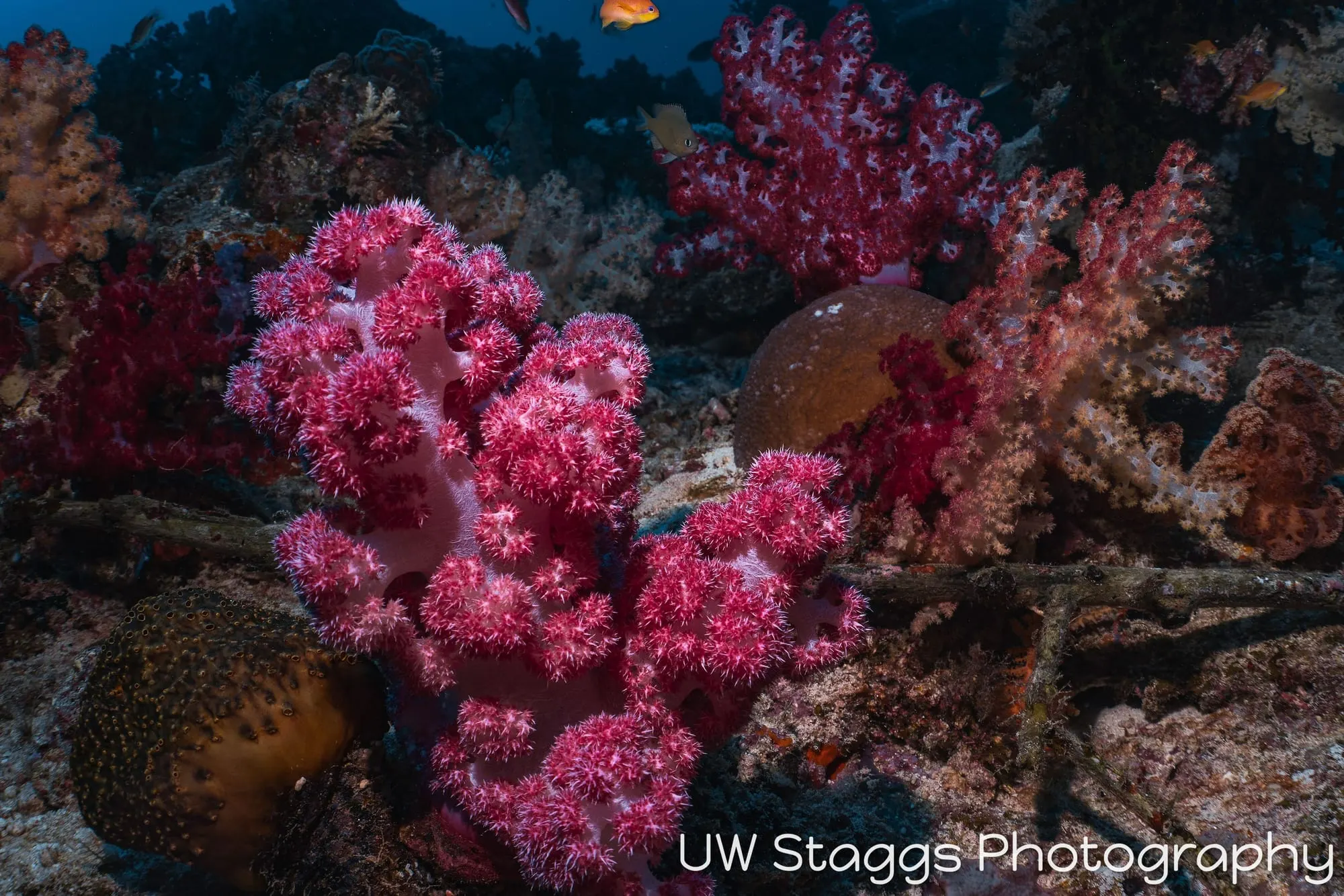 Reef Scene — Taveuni, Fiji