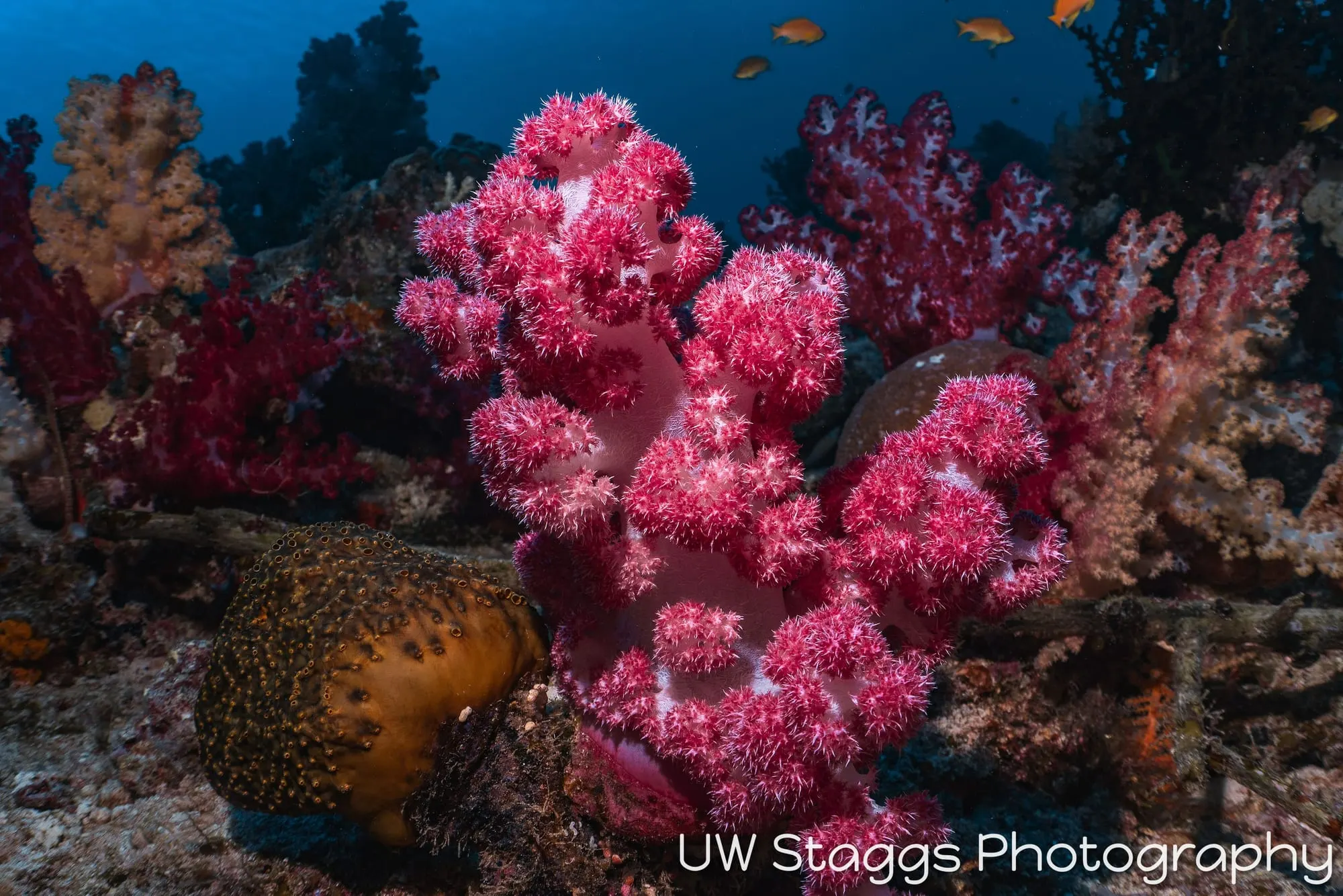 Reef Scene — Taveuni, Fiji
