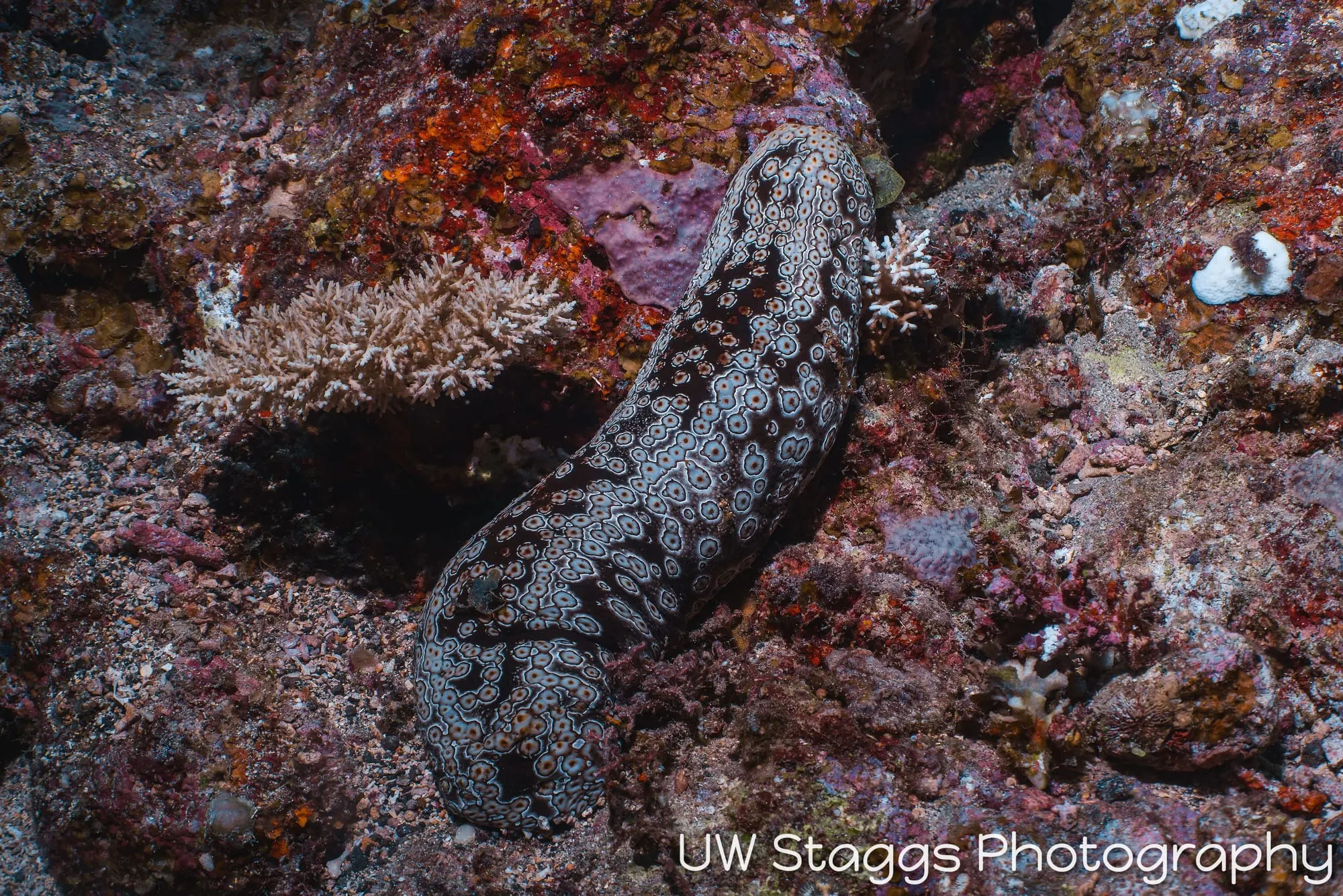 Reef Scene — Taveuni, Fiji