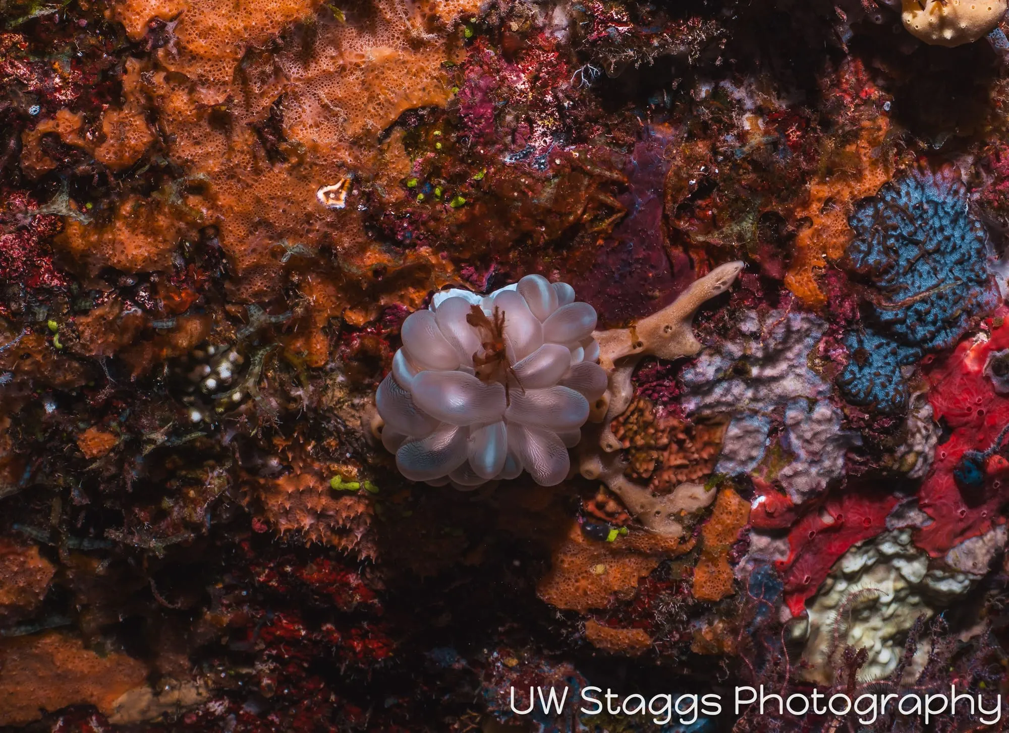 Reef Scene — Taveuni, Fiji