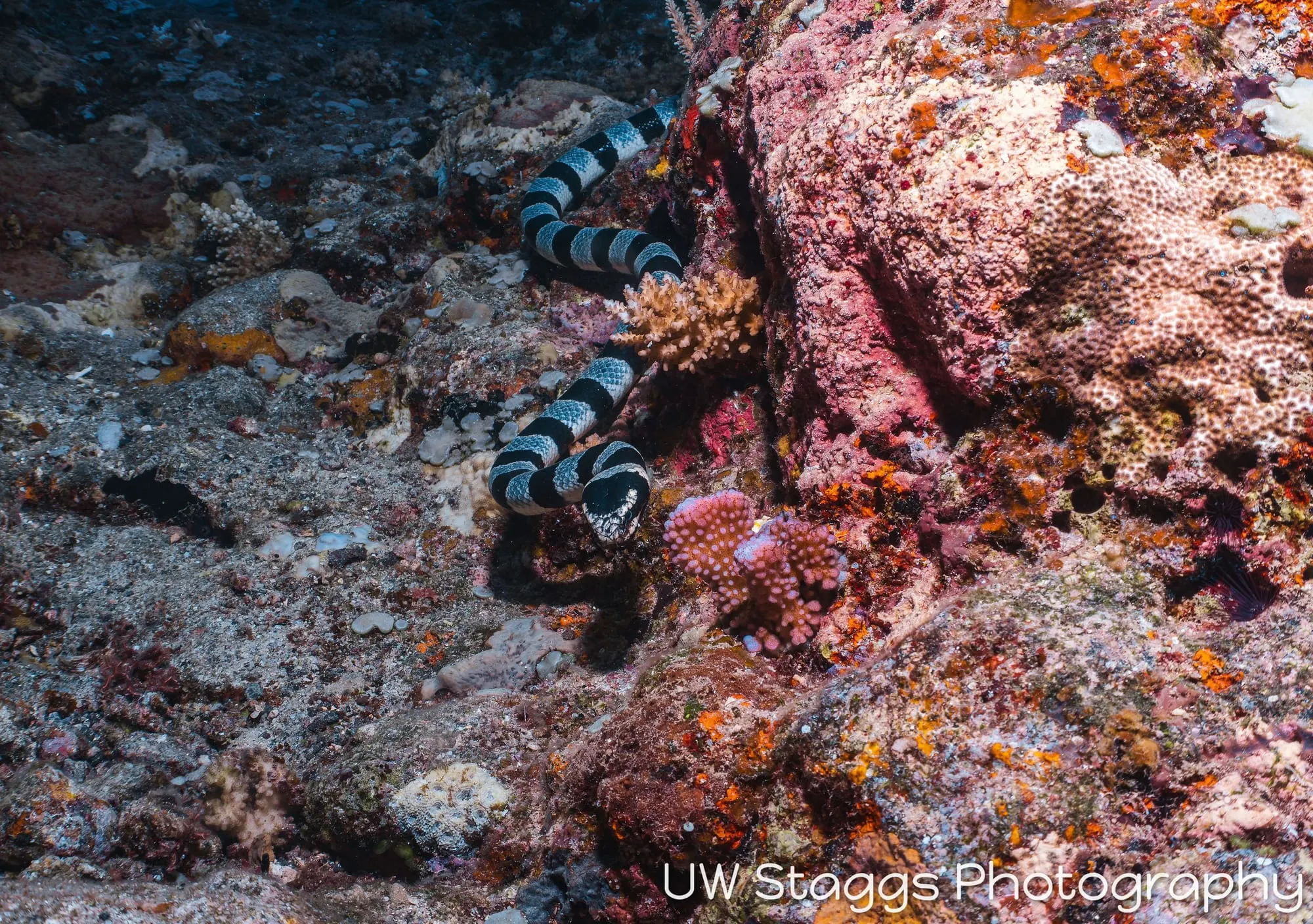 Reef Scene — Taveuni, Fiji