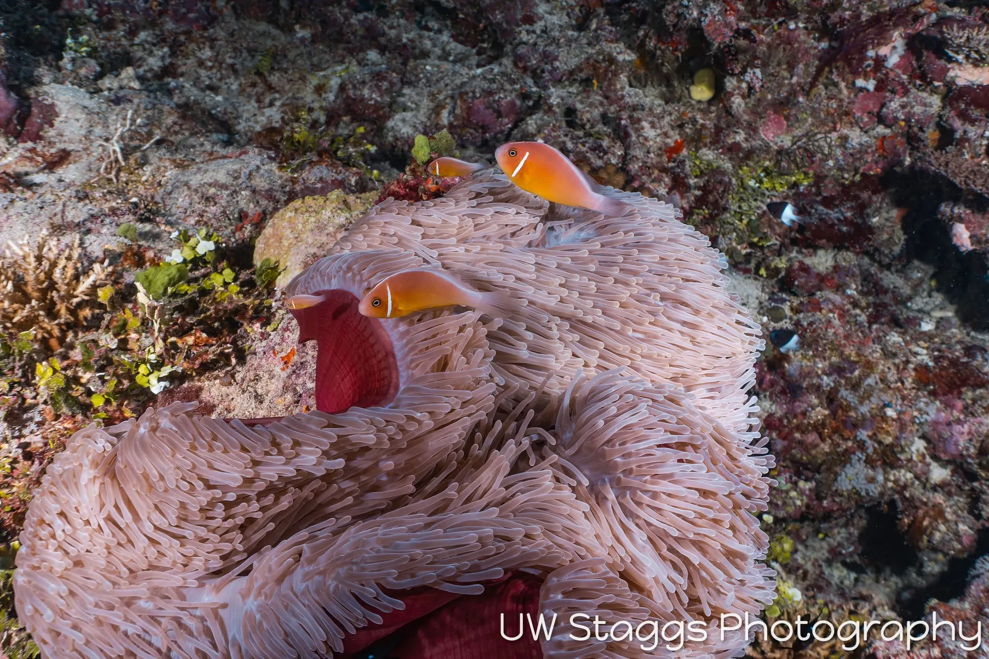 Reef Scene — Taveuni, Fiji