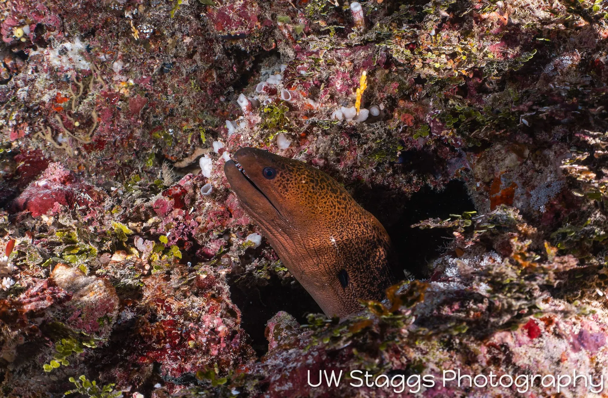 Reef Scene — Taveuni, Fiji