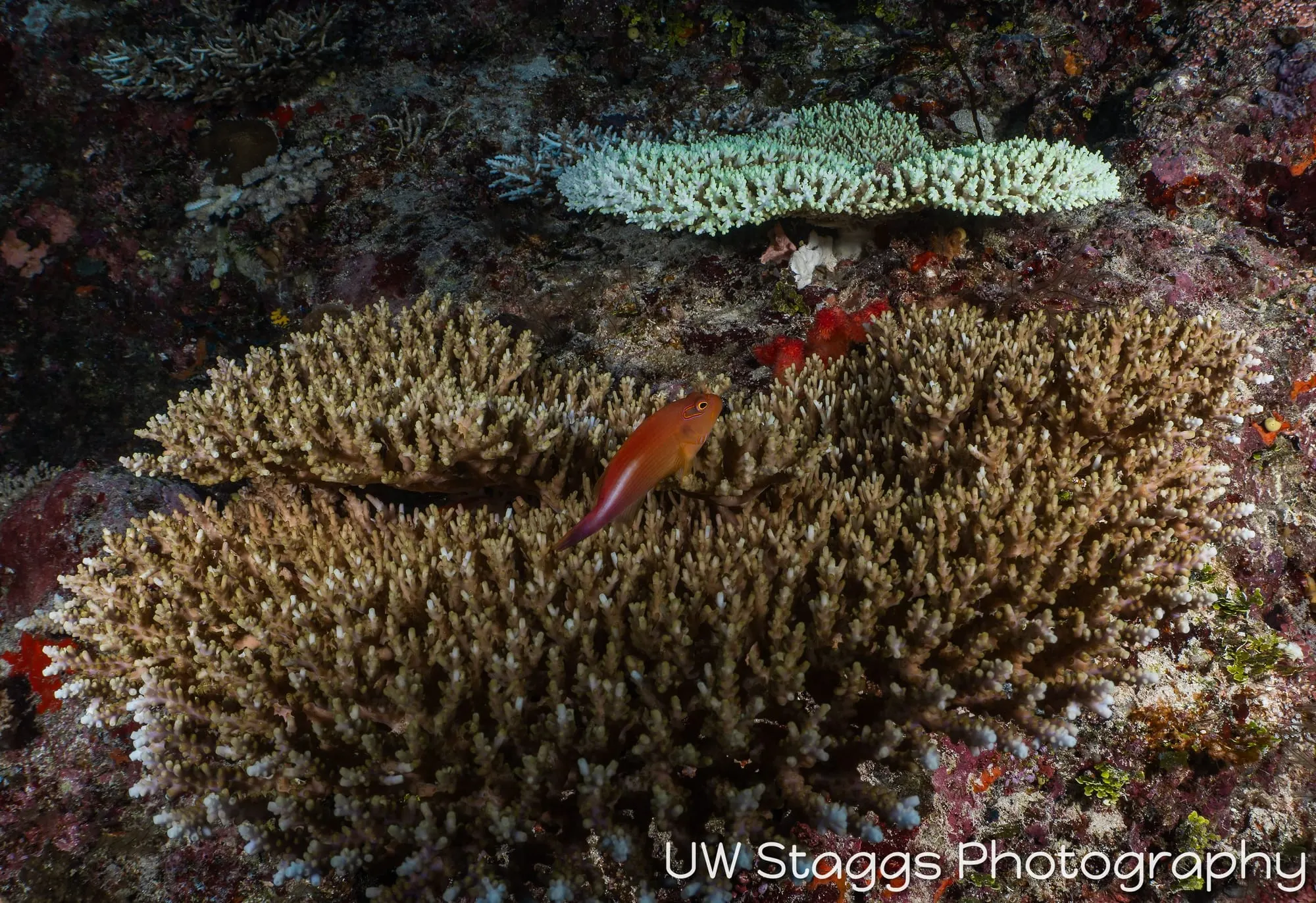 Reef Scene — Taveuni, Fiji