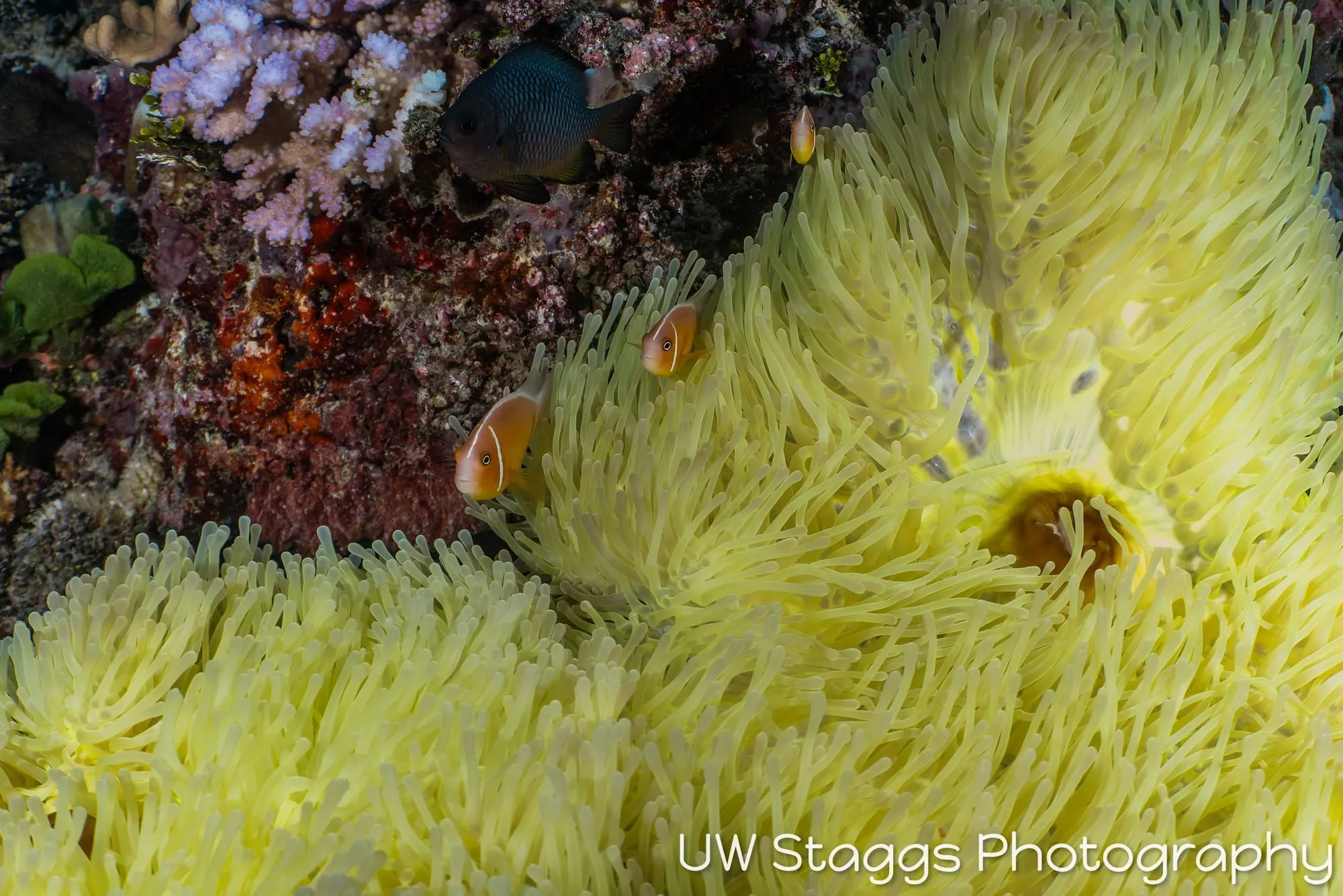 Reef Scene — Taveuni, Fiji