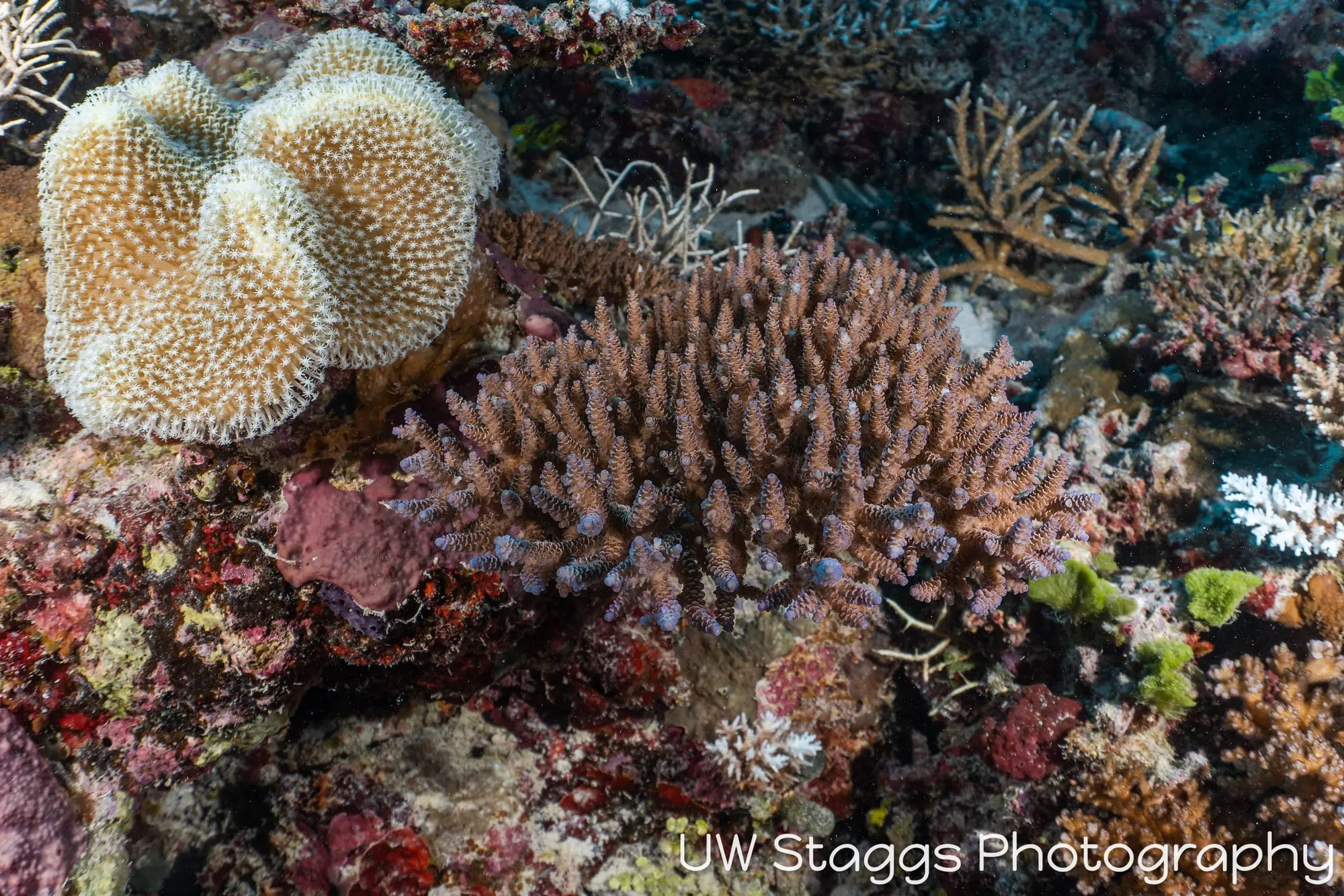 Reef Scene — Taveuni, Fiji
