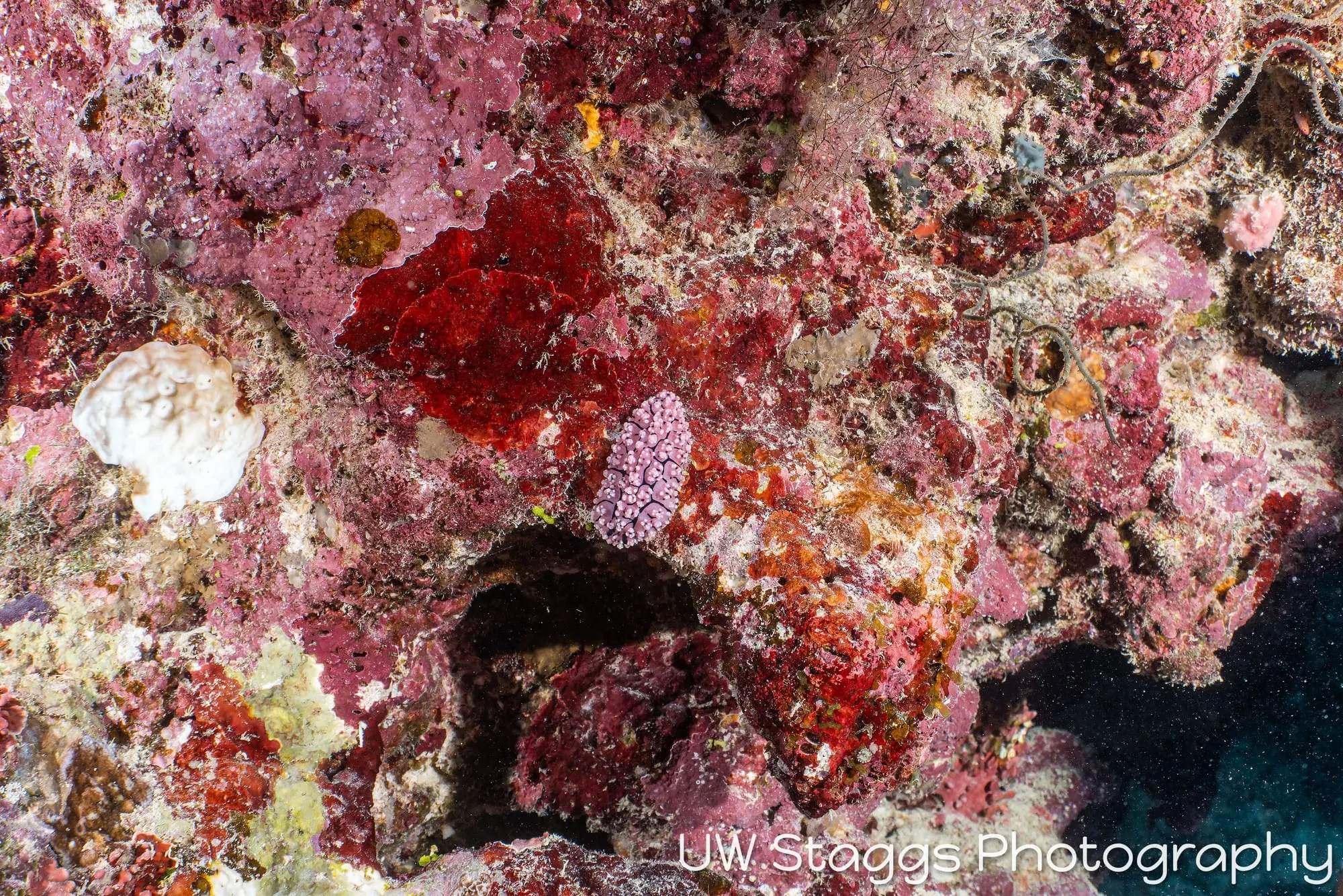 Reef Scene — Taveuni, Fiji