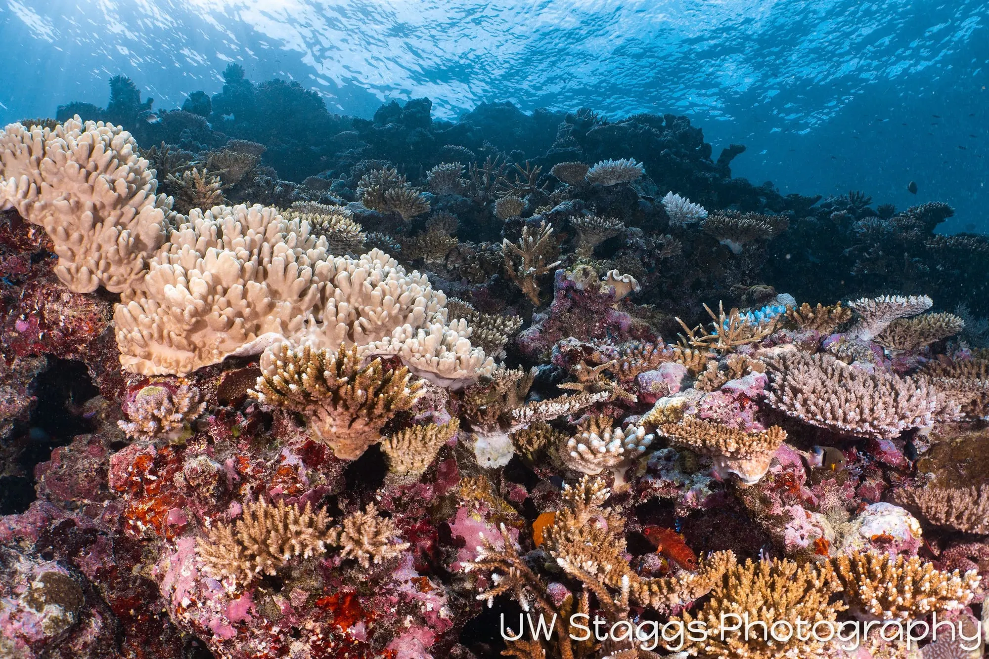 Reef Scene — Taveuni, Fiji