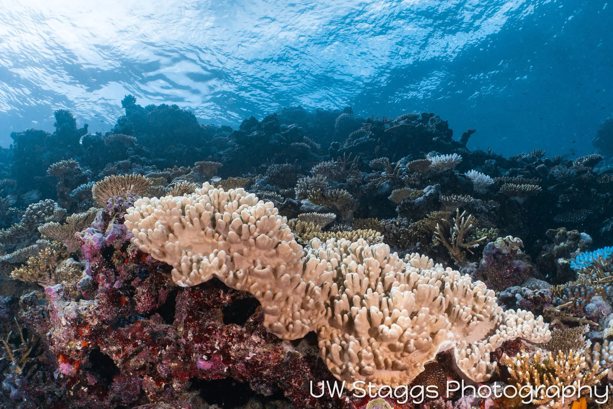 Reef Scene — Taveuni, Fiji