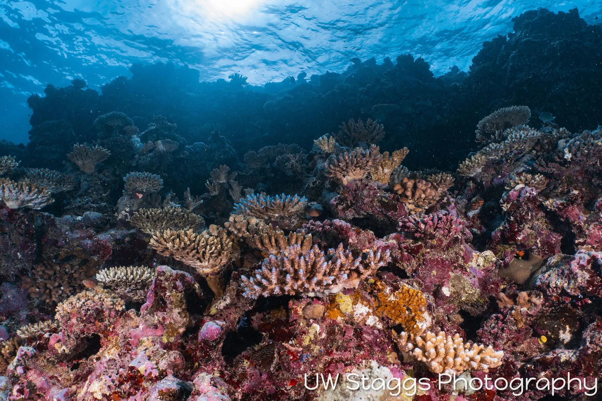Reef Scene — Taveuni, Fiji