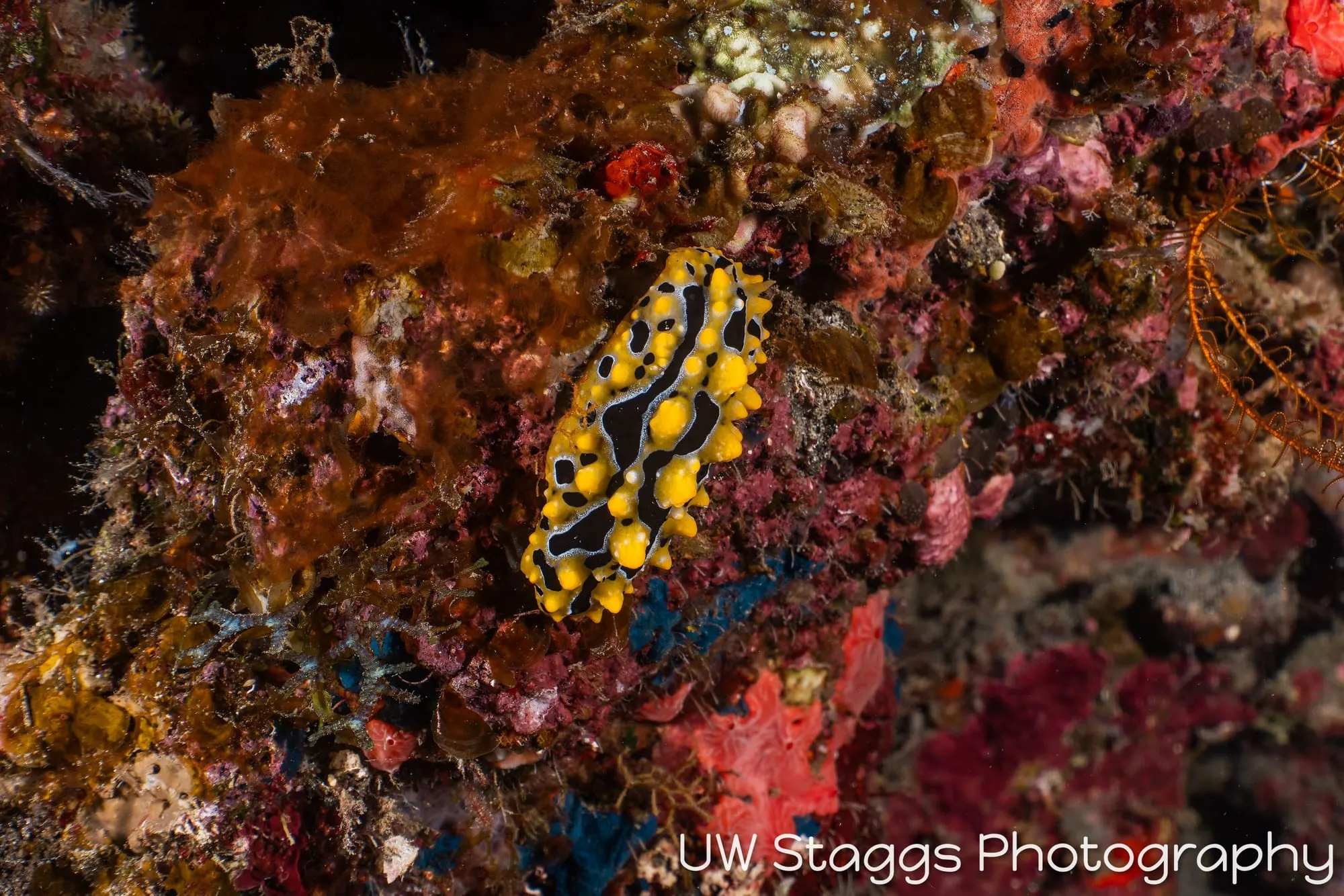 Reef Scene — Taveuni, Fiji