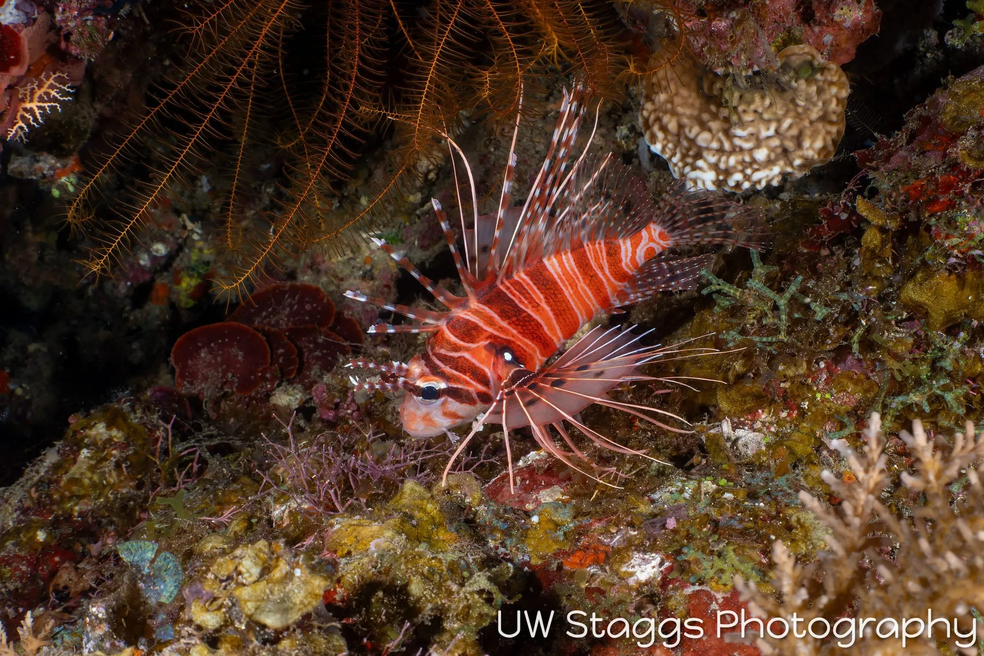 Reef Scene — Taveuni, Fiji