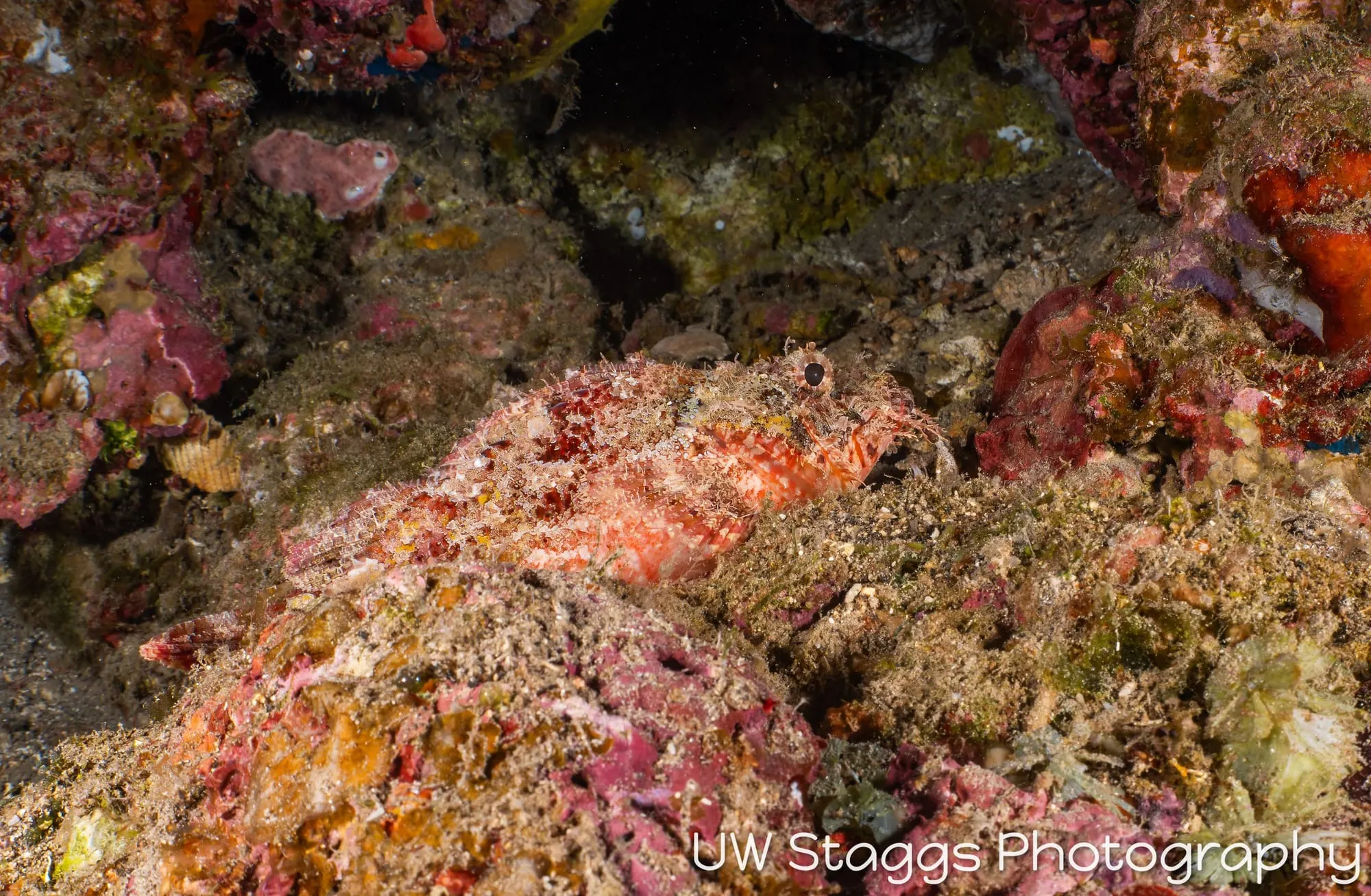 Reef Scene — Taveuni, Fiji