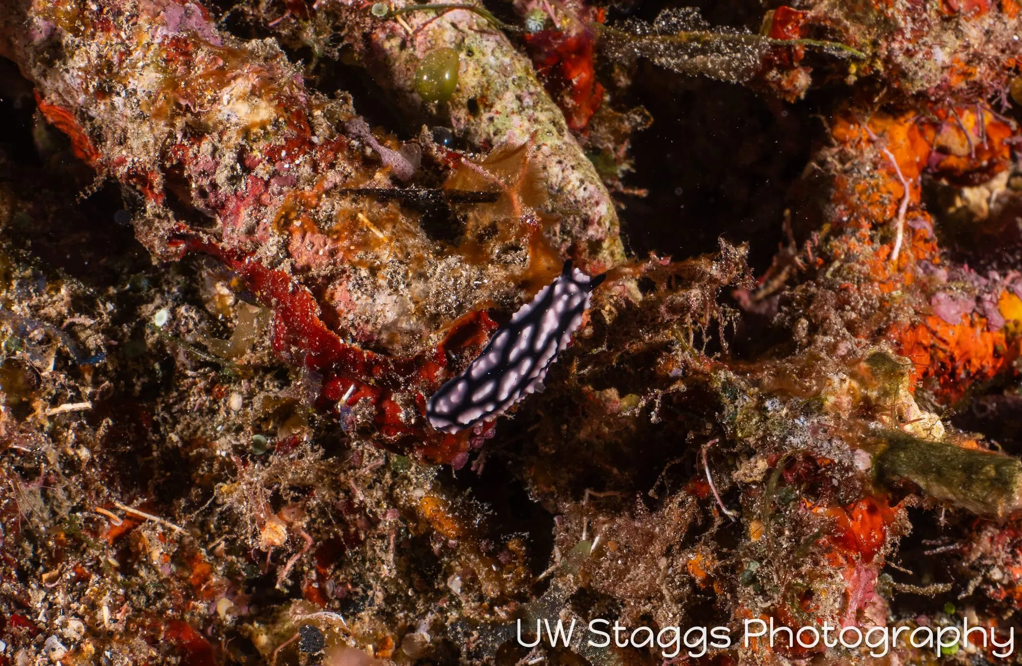 Reef Scene — Taveuni, Fiji