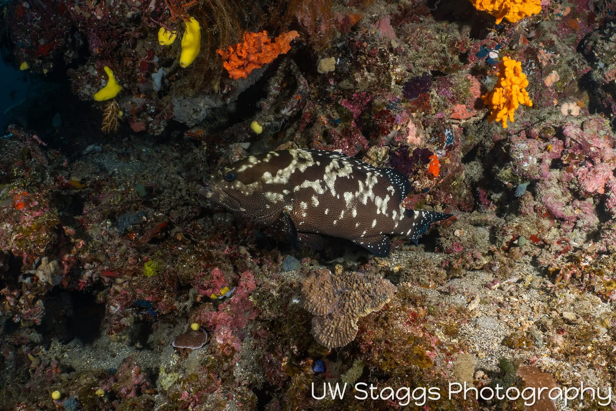 Reef Scene — Taveuni, Fiji