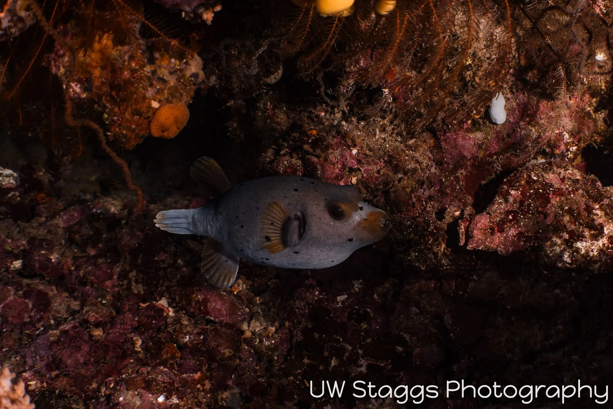 Reef Scene — Taveuni, Fiji