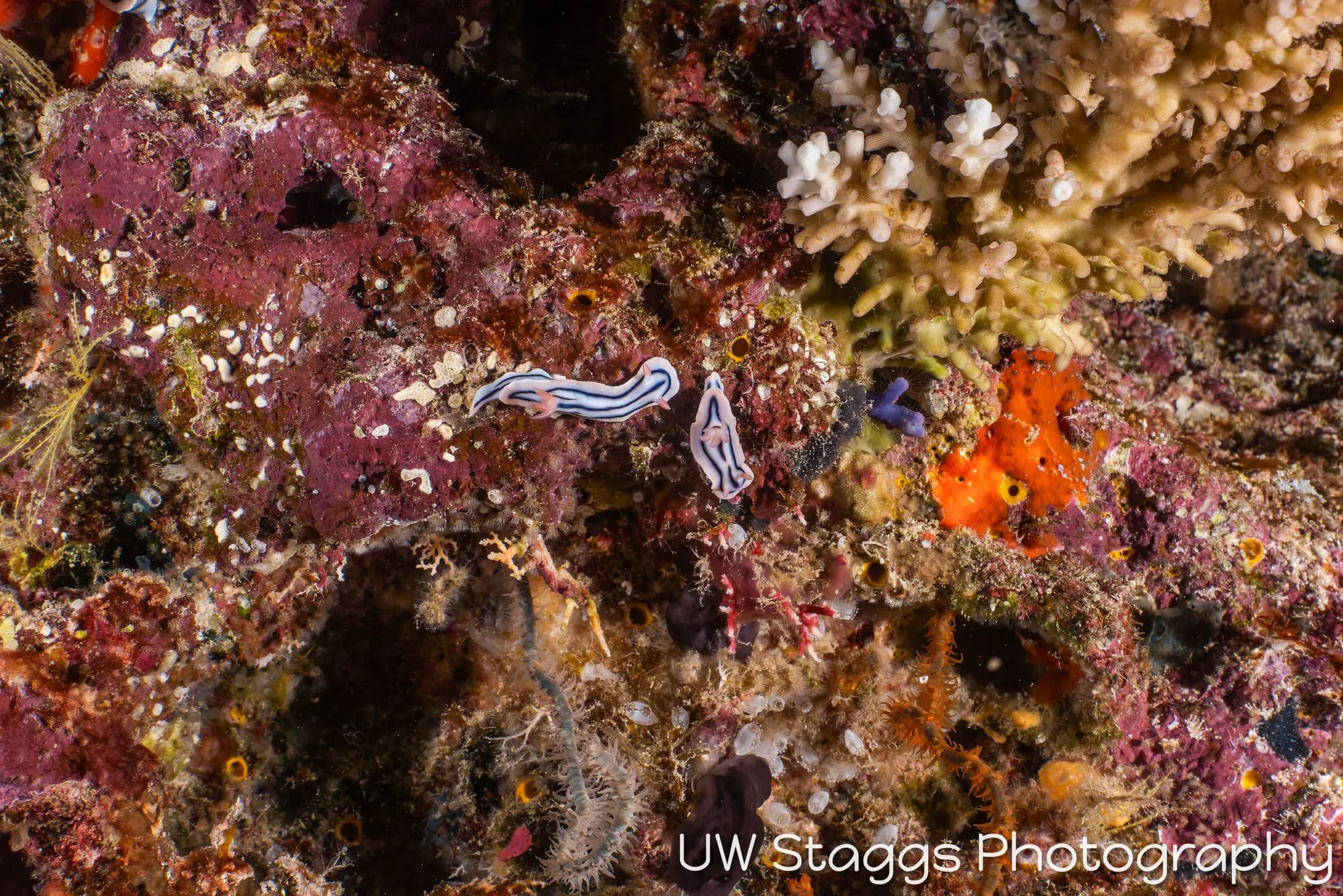 Reef Scene — Taveuni, Fiji