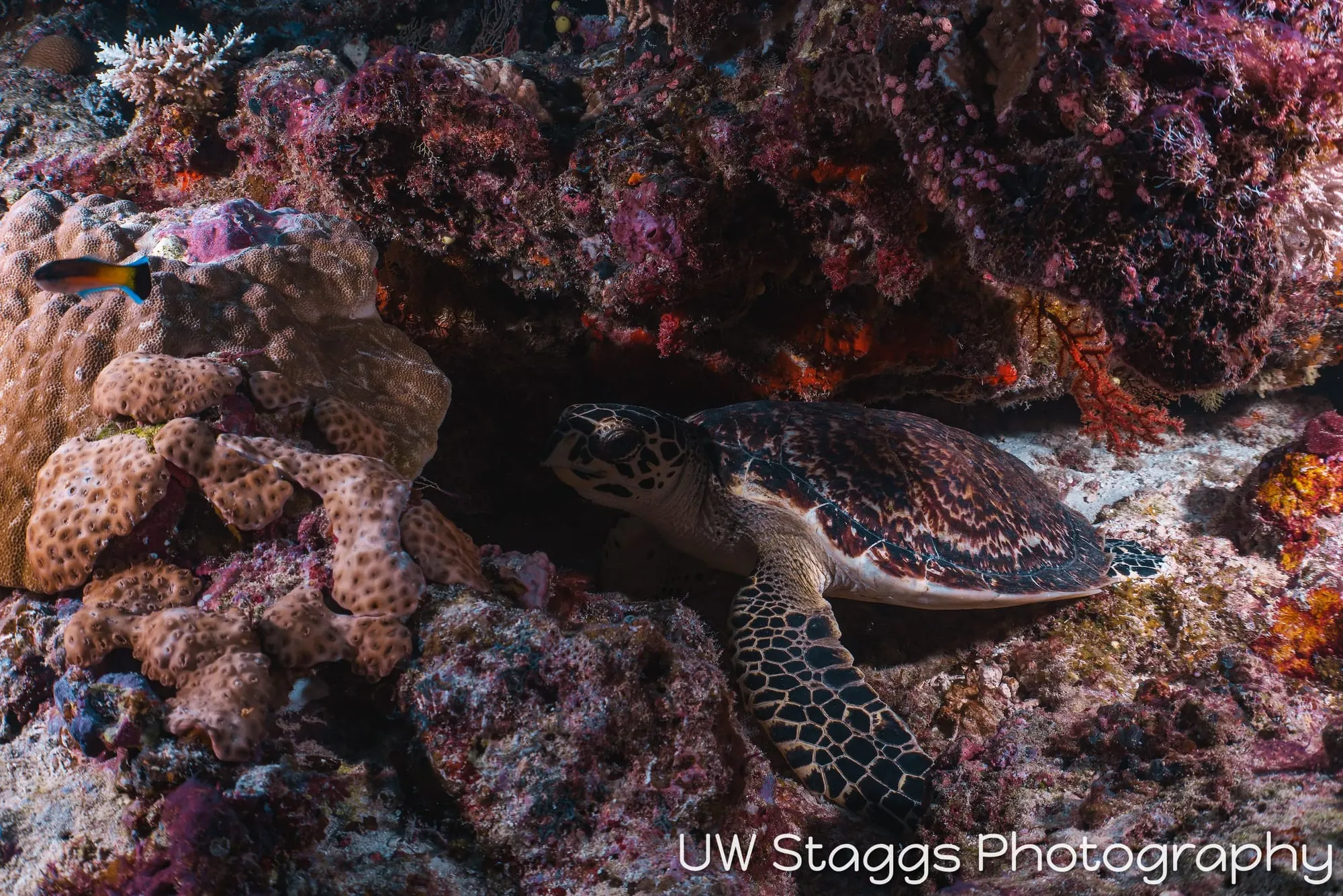 Reef Scene — Taveuni, Fiji