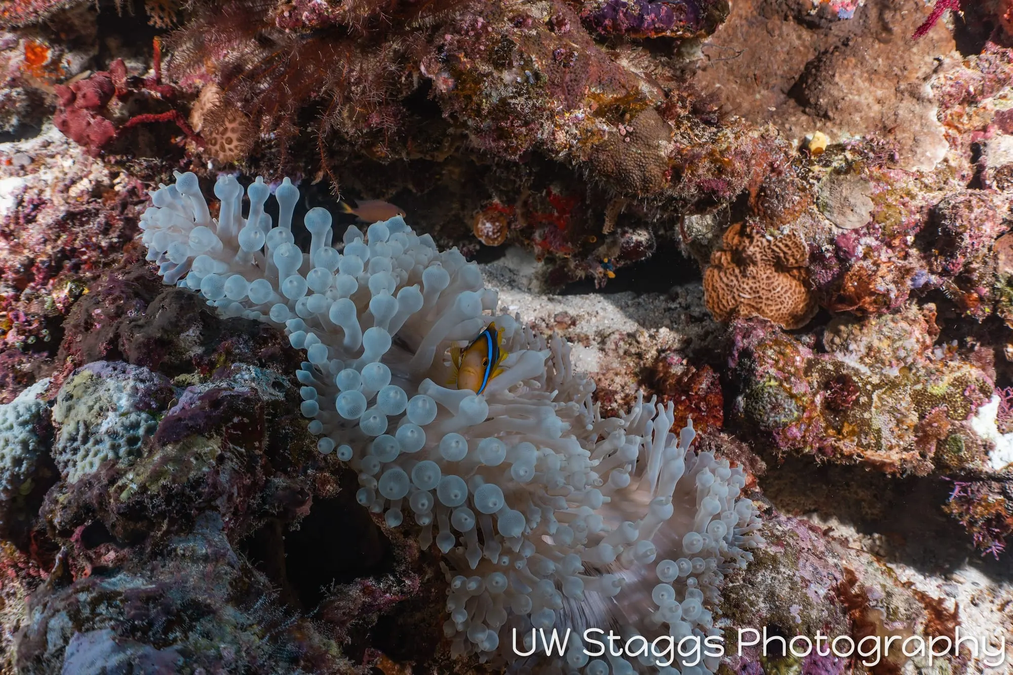 Reef Scene — Taveuni, Fiji