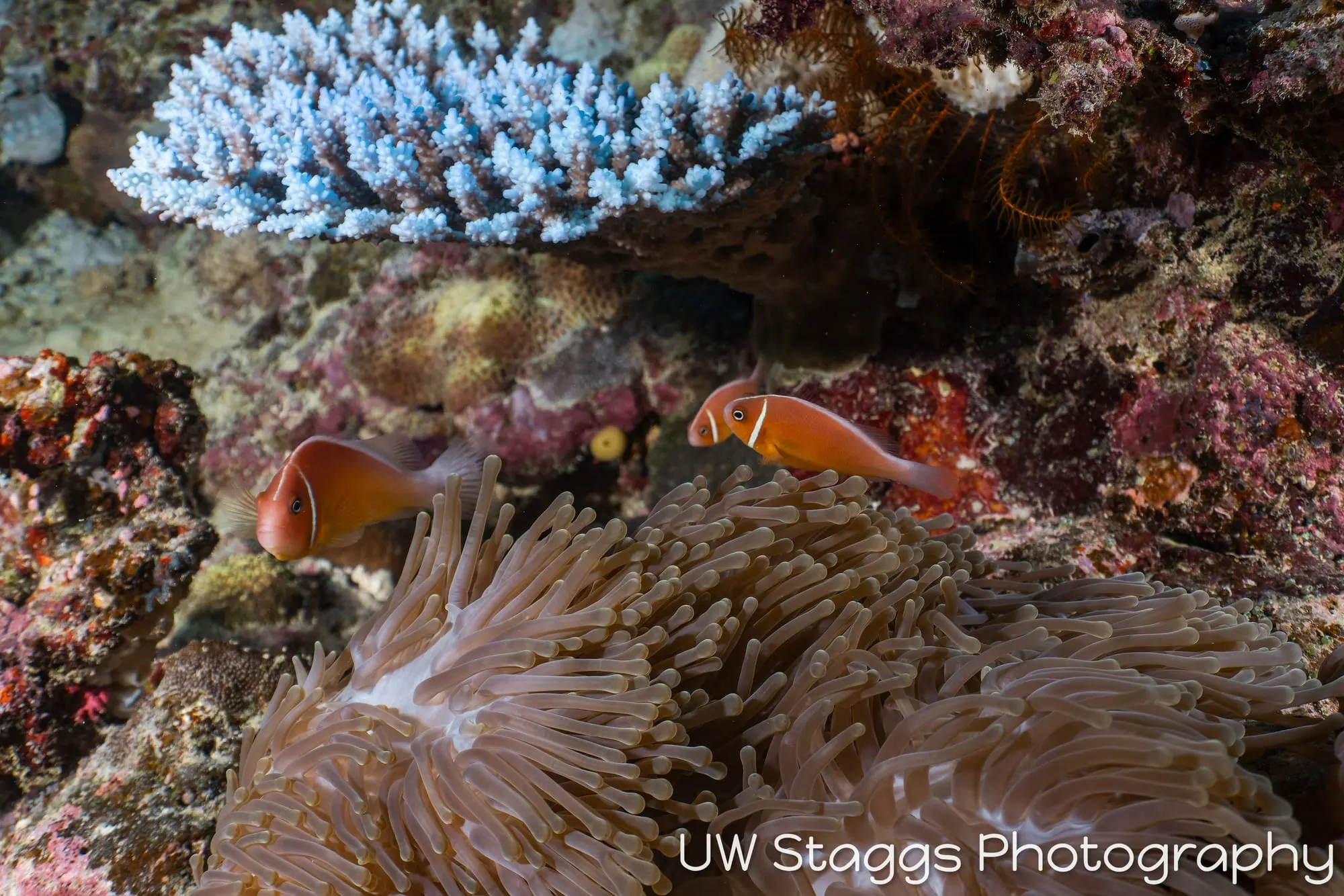 Reef Scene — Taveuni, Fiji