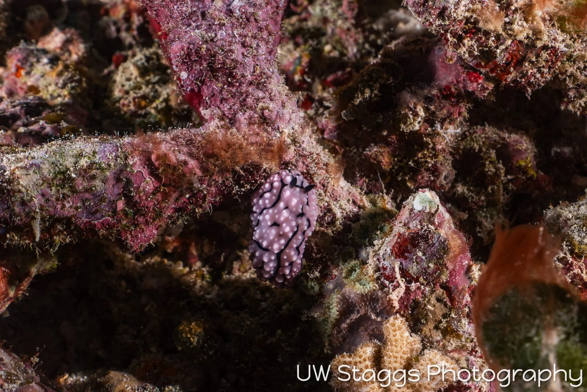Reef Scene — Taveuni, Fiji