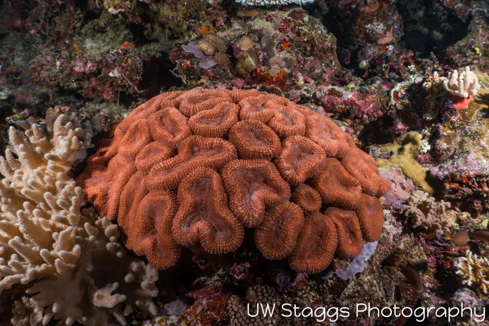 Reef Scene — Taveuni, Fiji