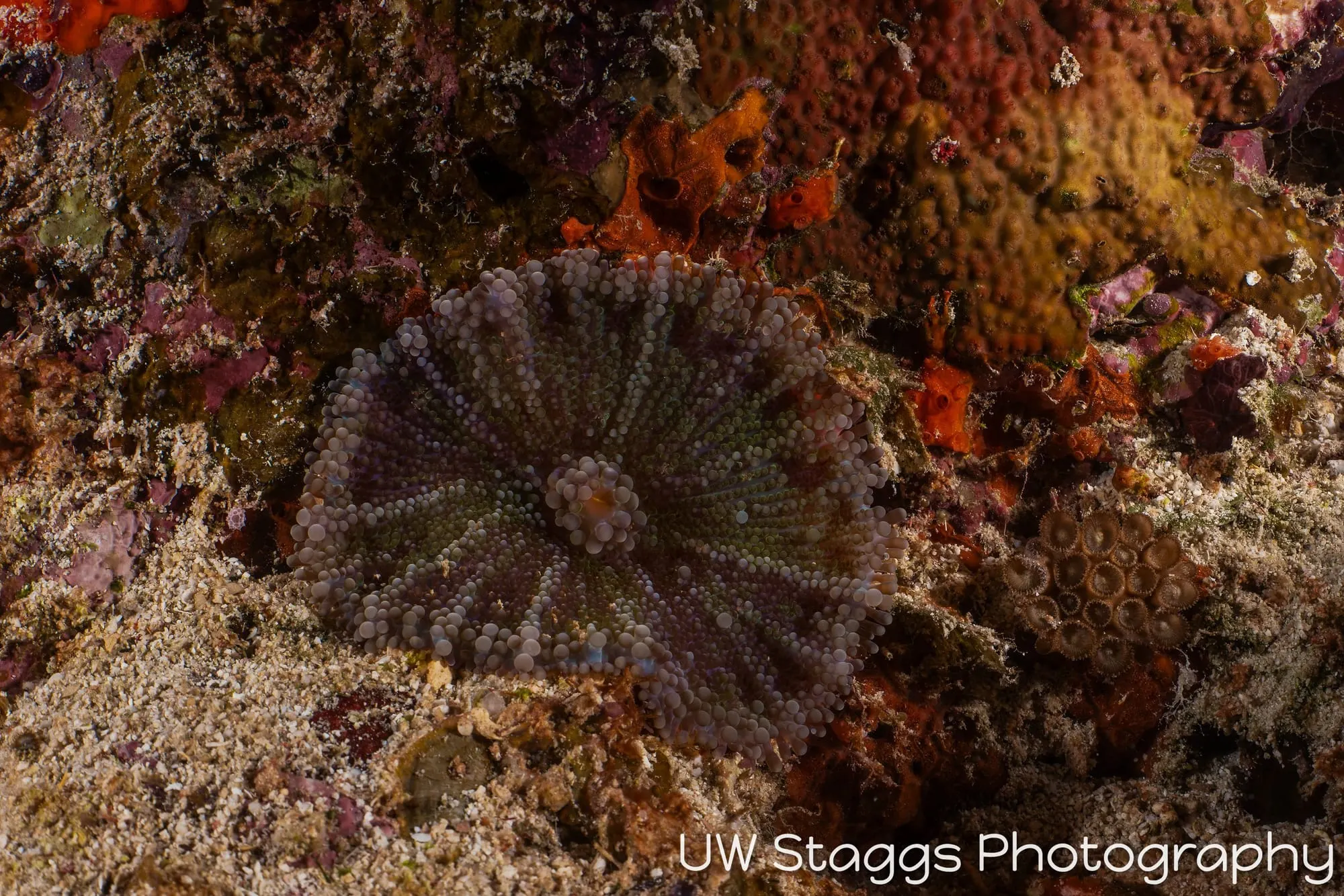 Reef Scene — Taveuni, Fiji