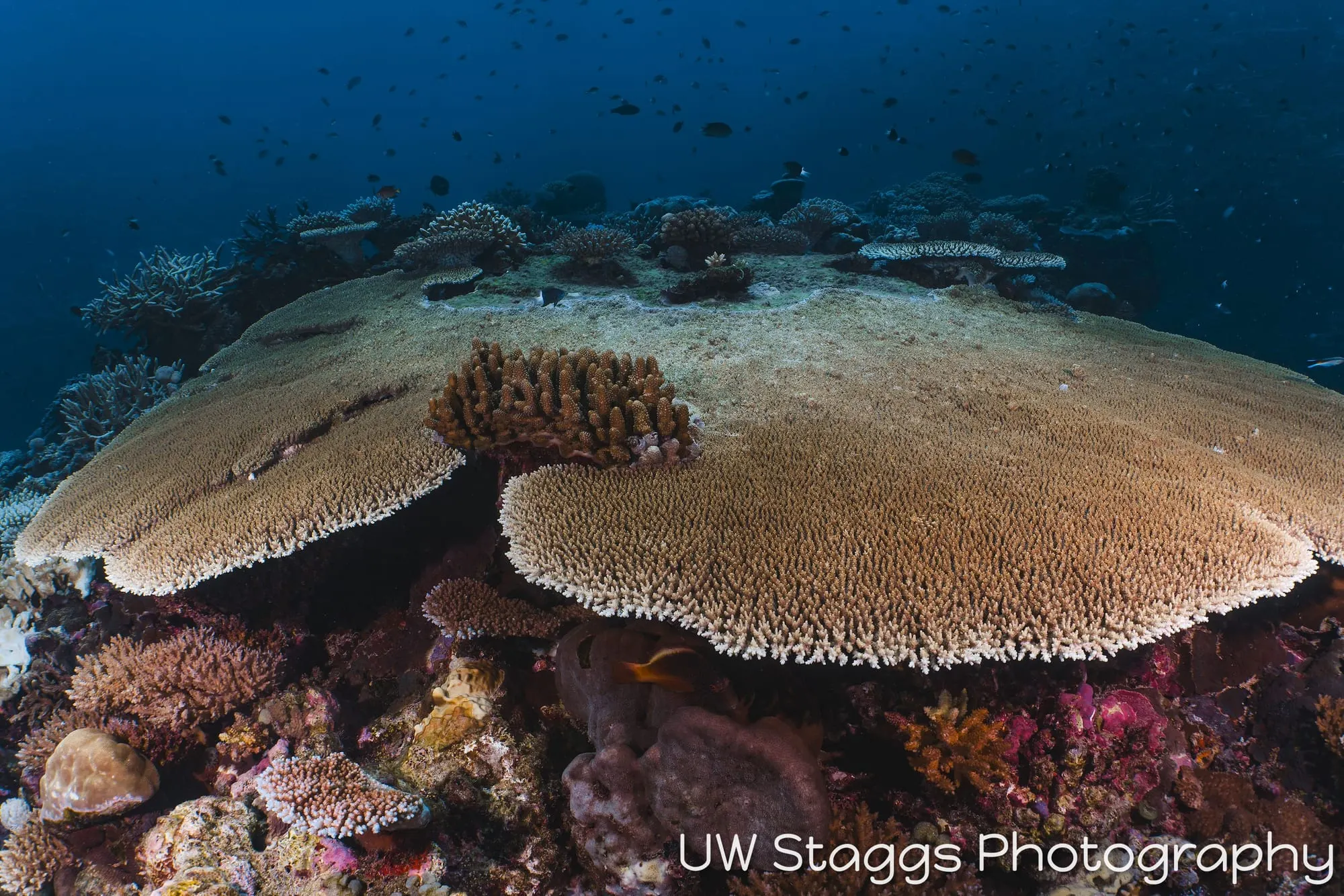 Reef Scene — Taveuni, Fiji