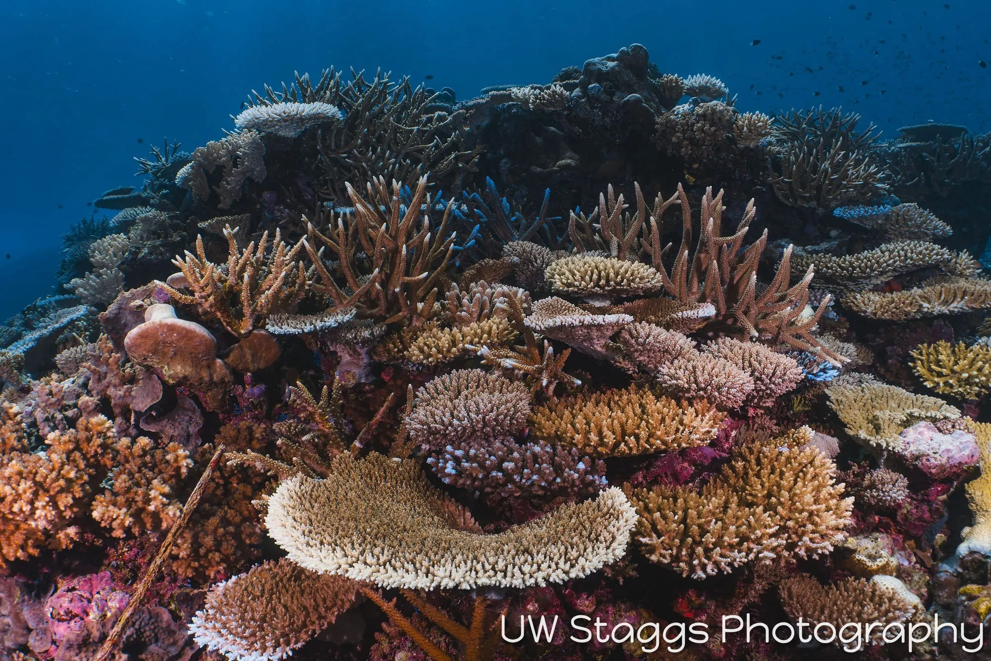 Reef Scene — Taveuni, Fiji