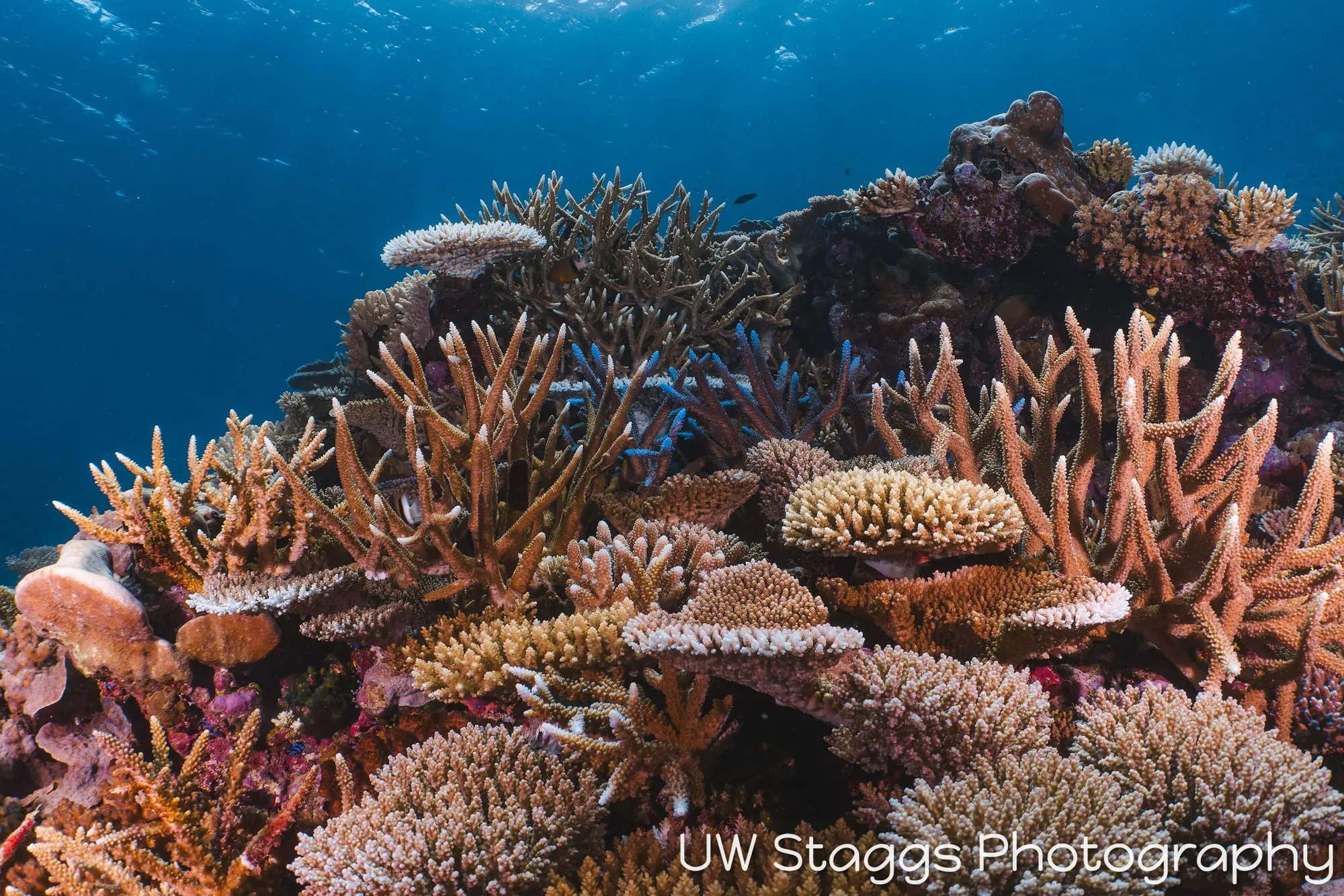 Reef Scene — Taveuni, Fiji