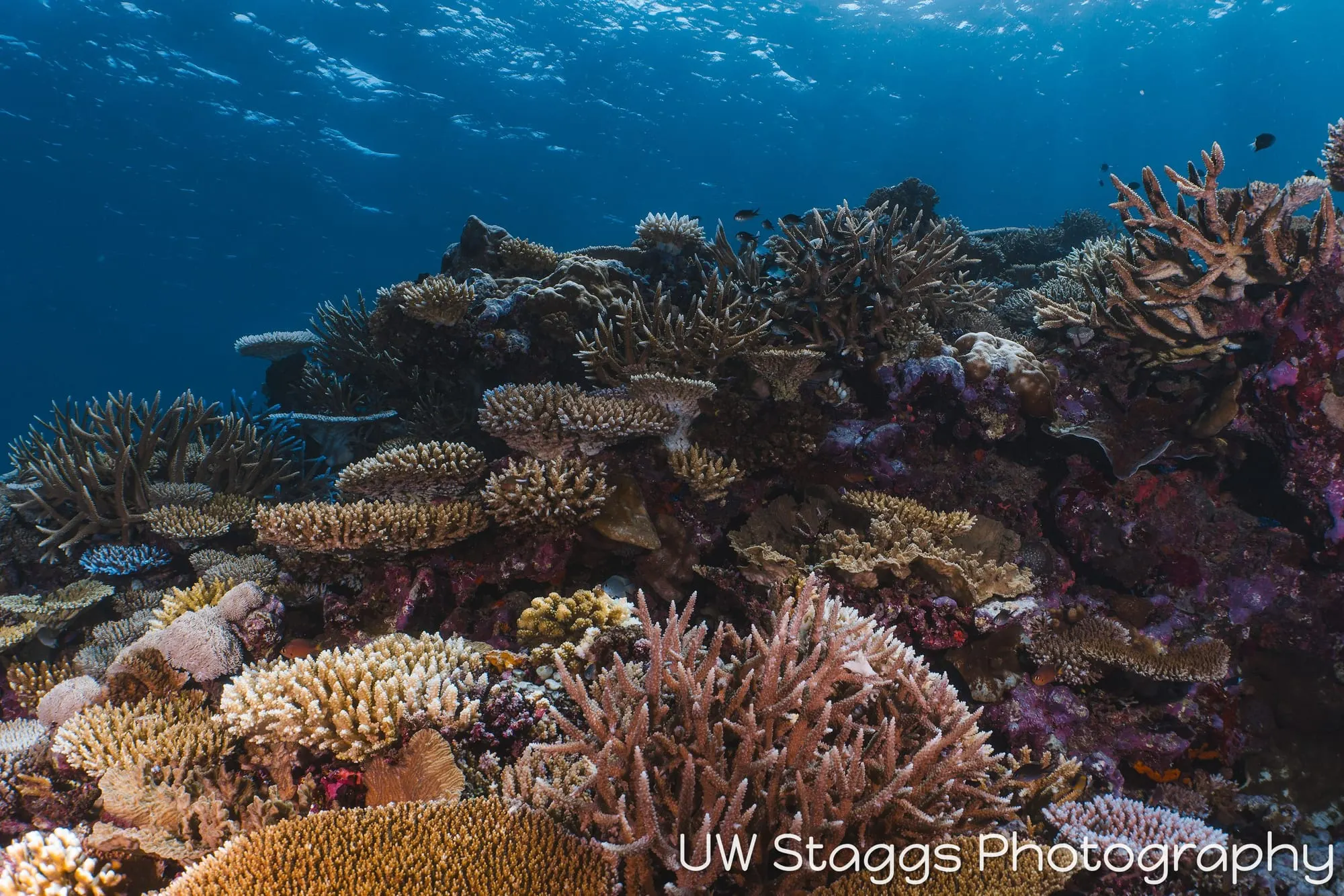 Reef Scene — Taveuni, Fiji