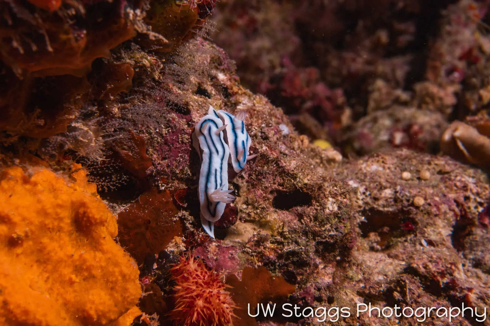 Reef Scene — Taveuni, Fiji