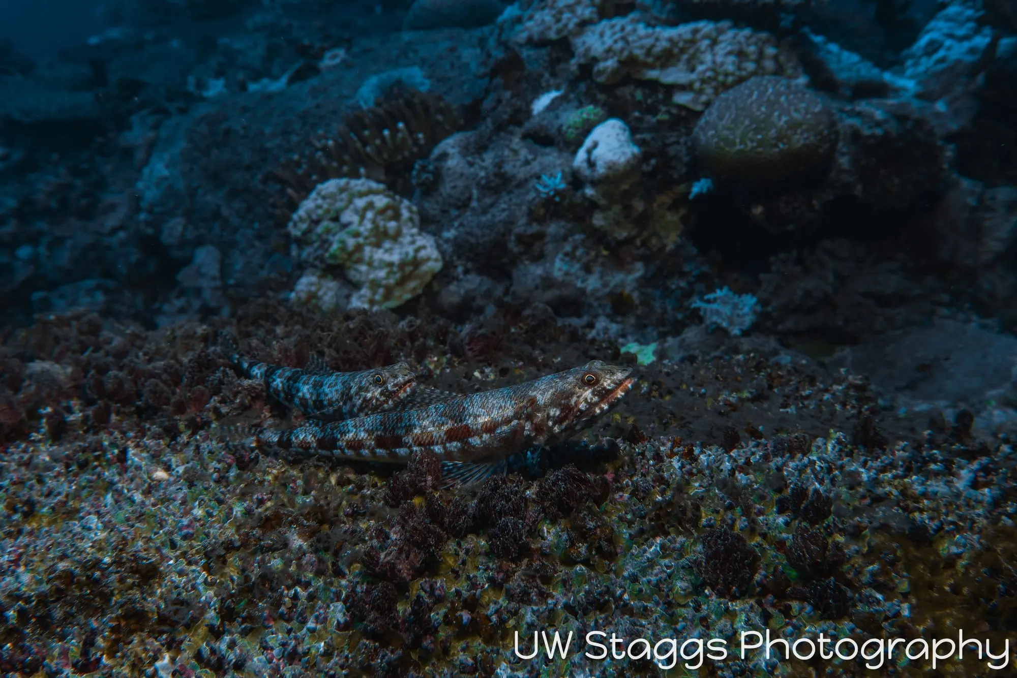 Reef Scene — Taveuni, Fiji