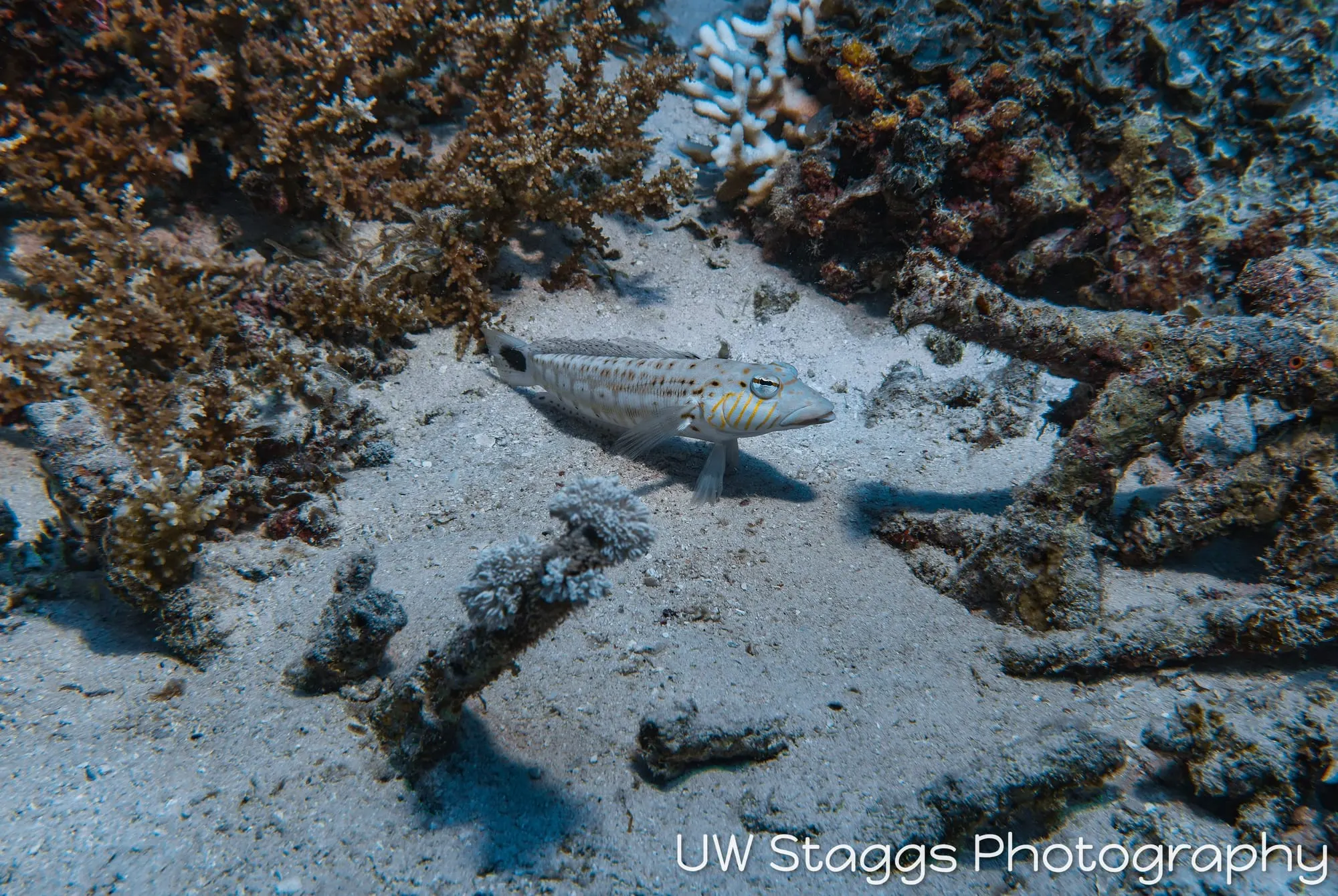 Reef Scene — Taveuni, Fiji