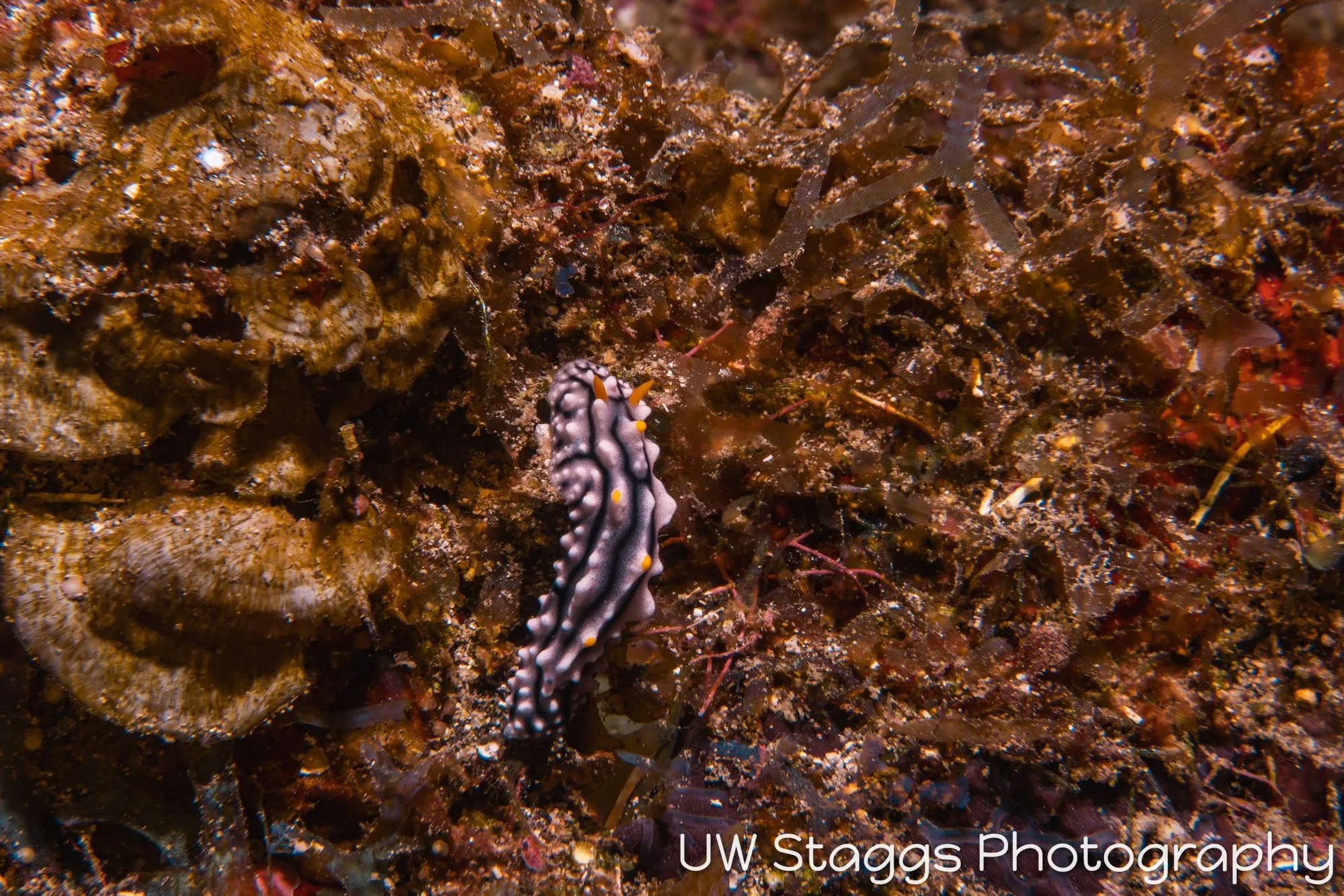 Reef Scene — Taveuni, Fiji
