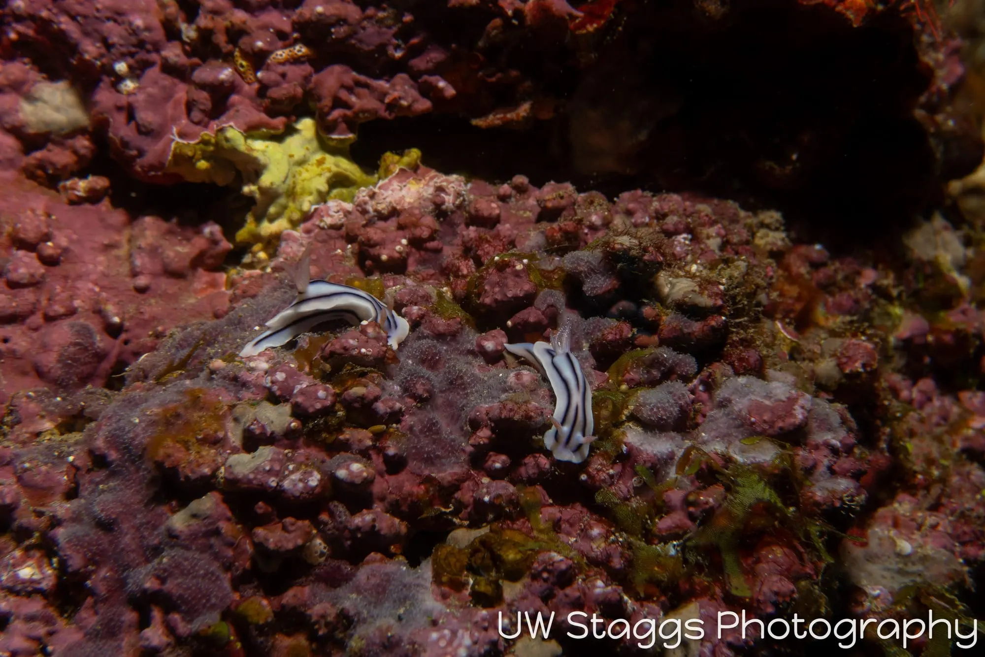Reef Scene — Taveuni, Fiji