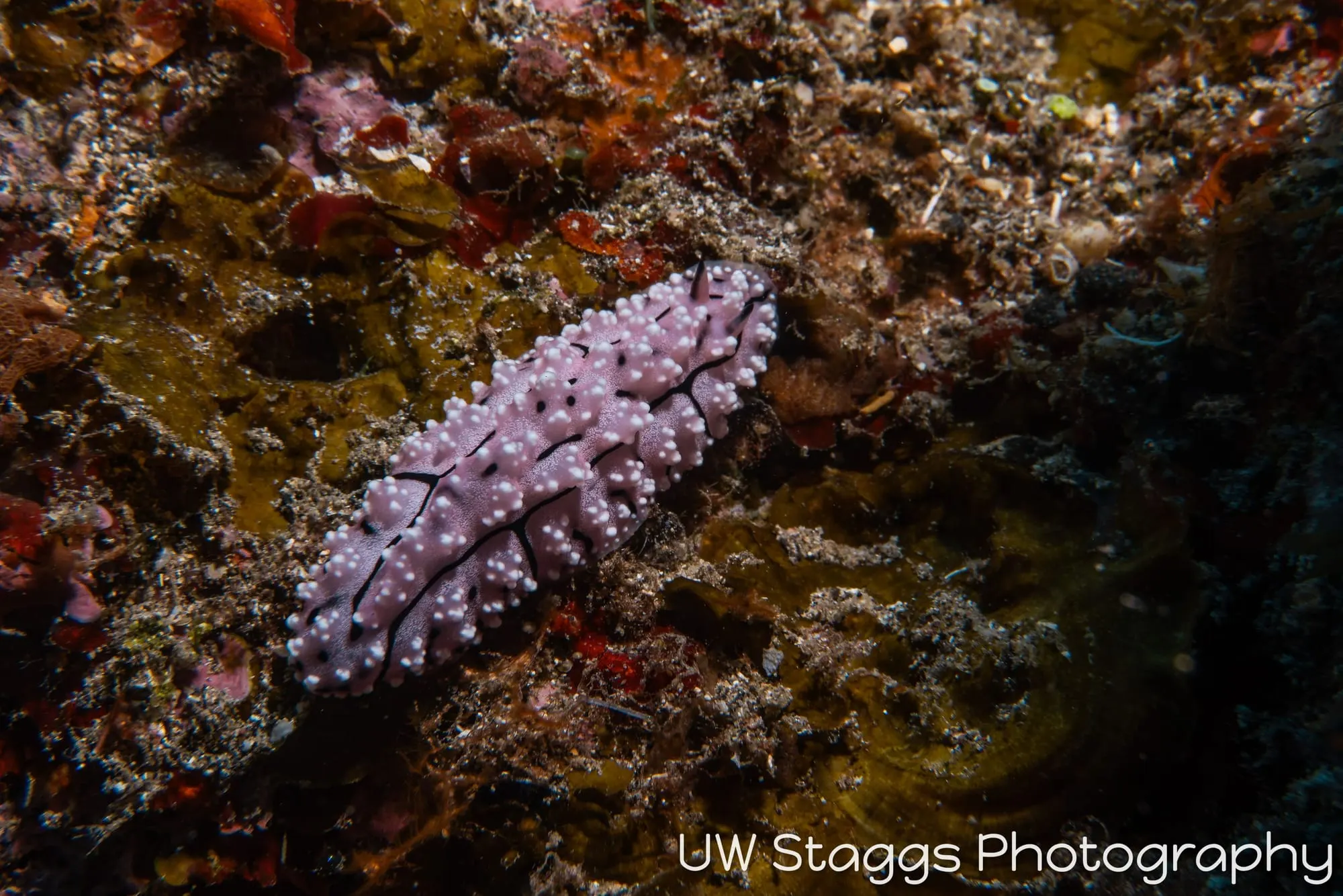 Reef Scene — Taveuni, Fiji